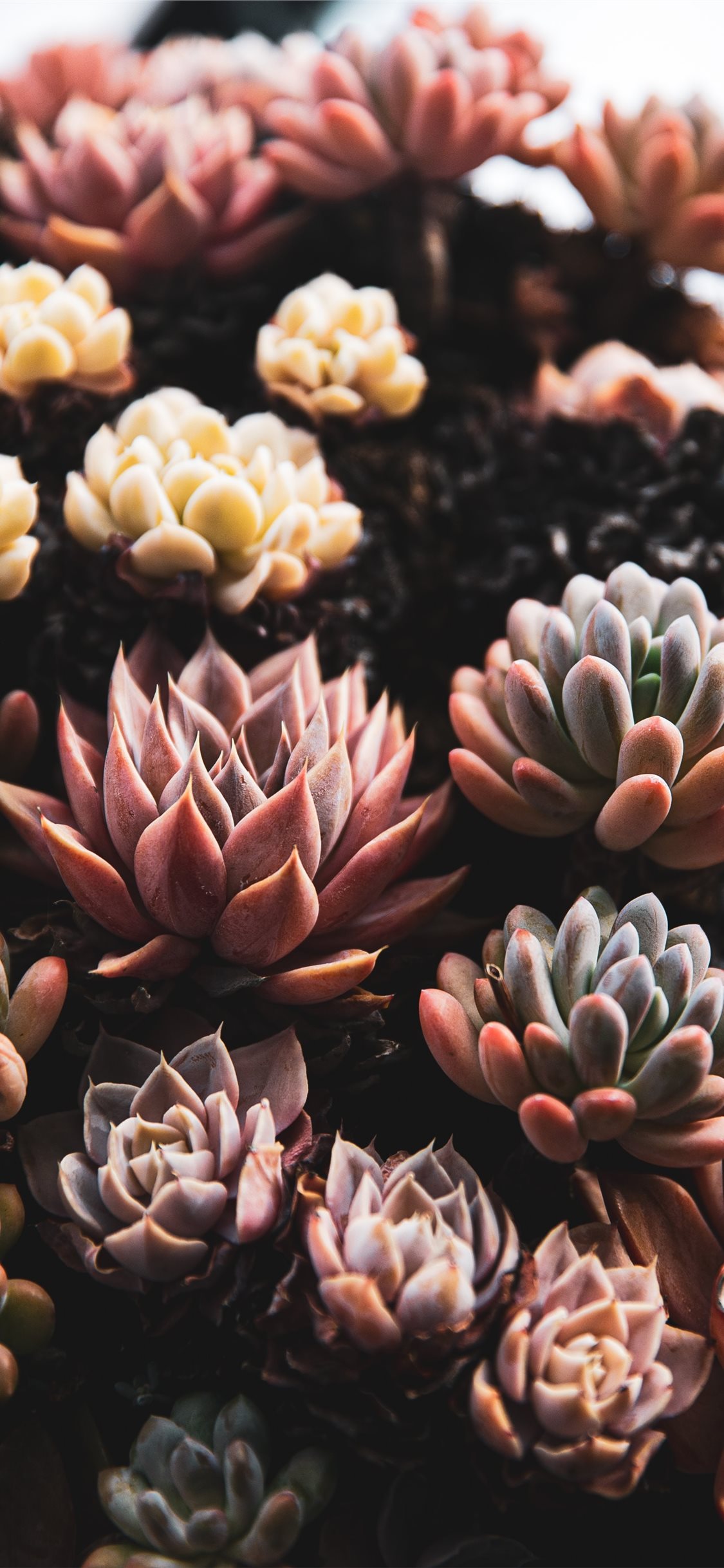 Aesthetic Succulents Wallpapers