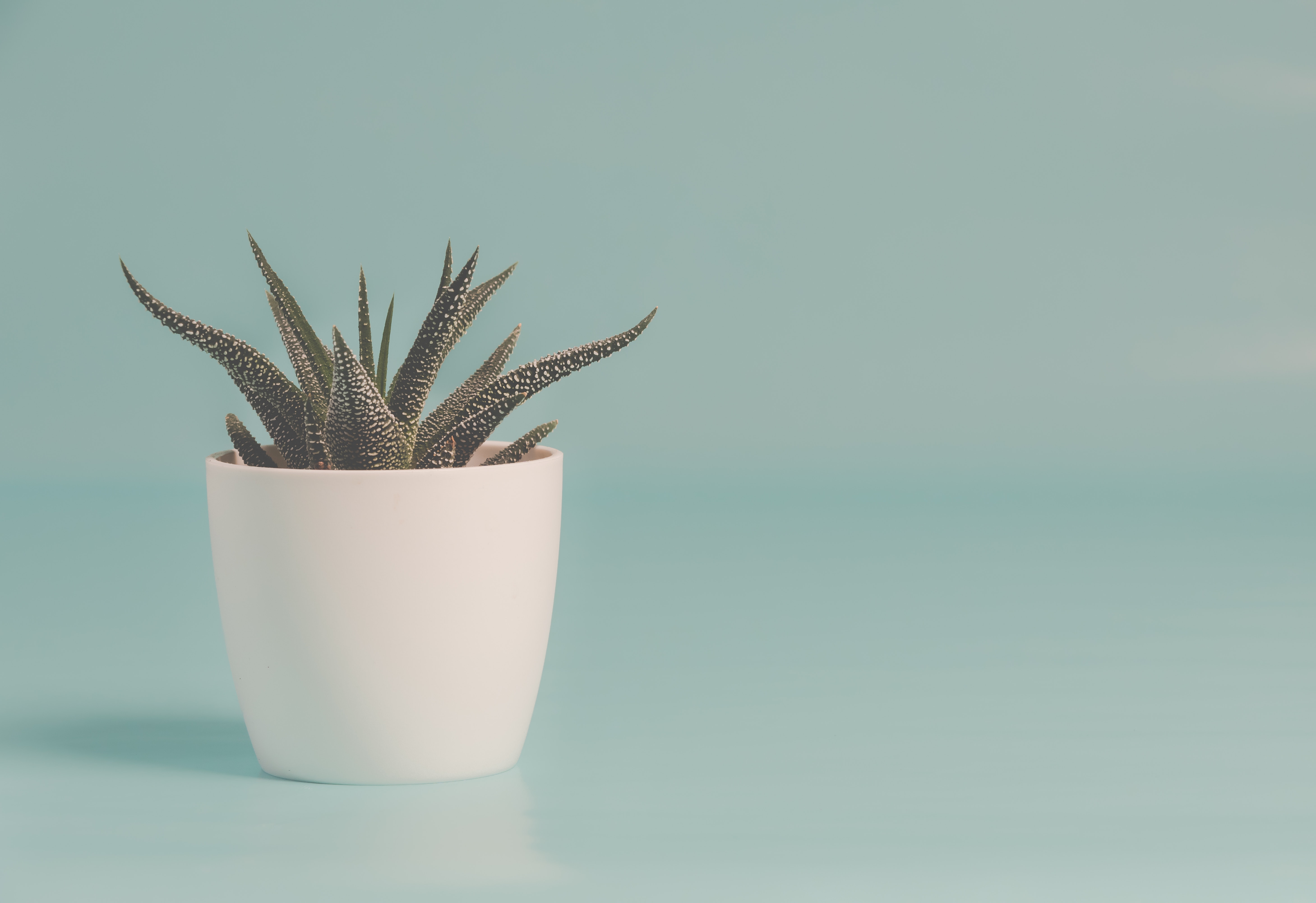 Aesthetic Succulents Wallpapers