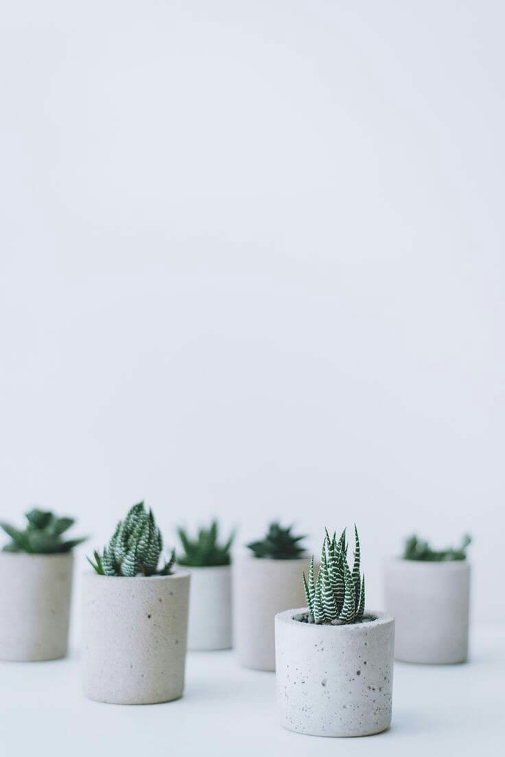 Aesthetic Succulents Wallpapers