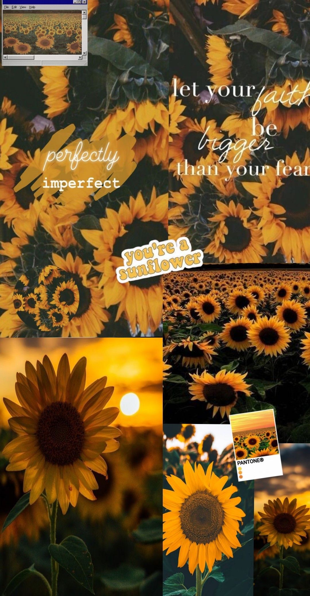 Aesthetic Sunflower Wallpapers