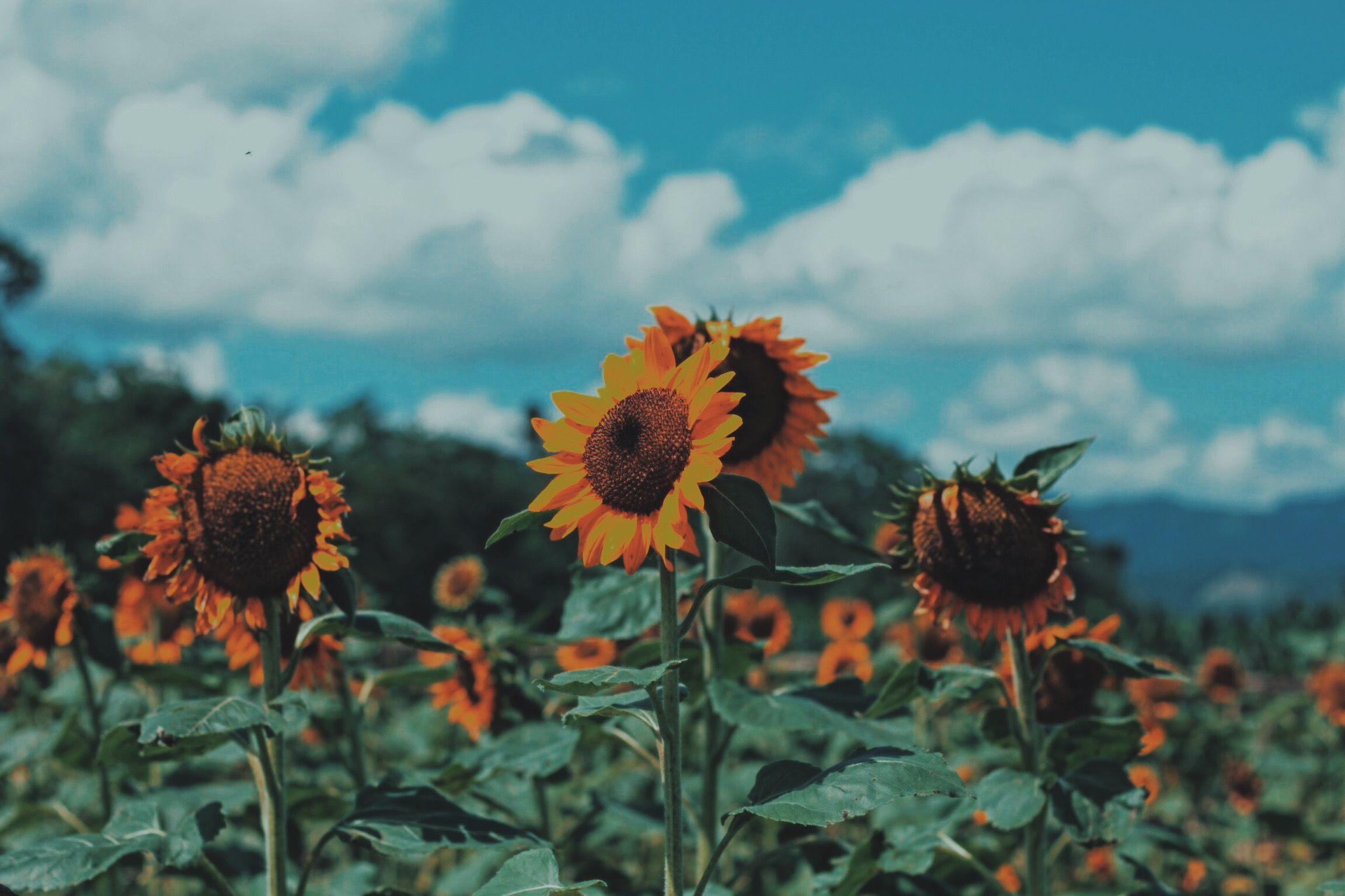 Aesthetic Sunflower Wallpapers