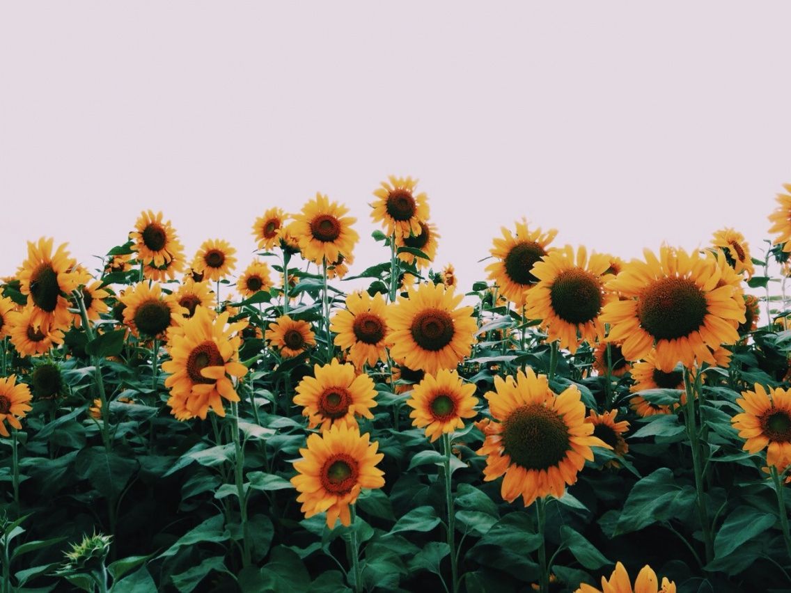 Aesthetic Sunflower Wallpapers