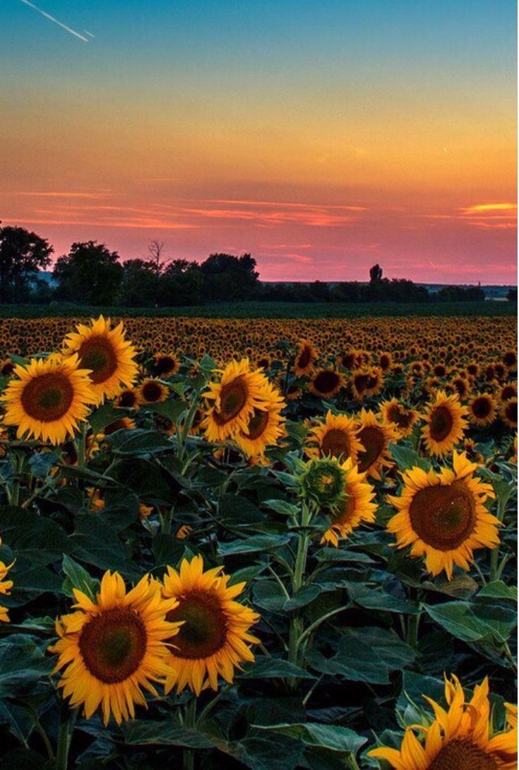 Aesthetic Sunflower Field Wallpapers