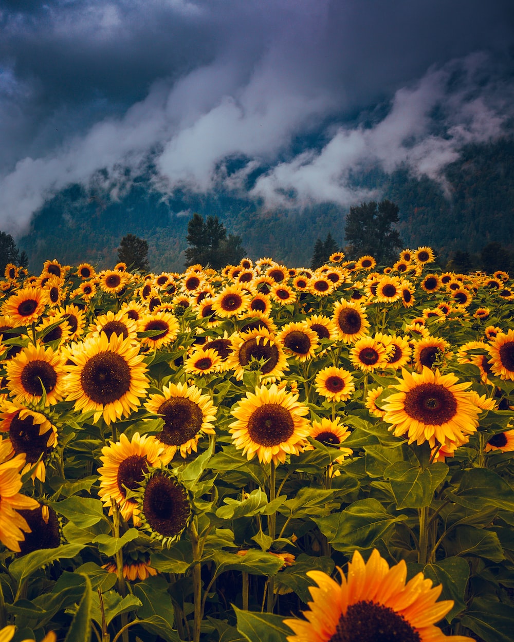 Aesthetic Sunflower Field Wallpapers