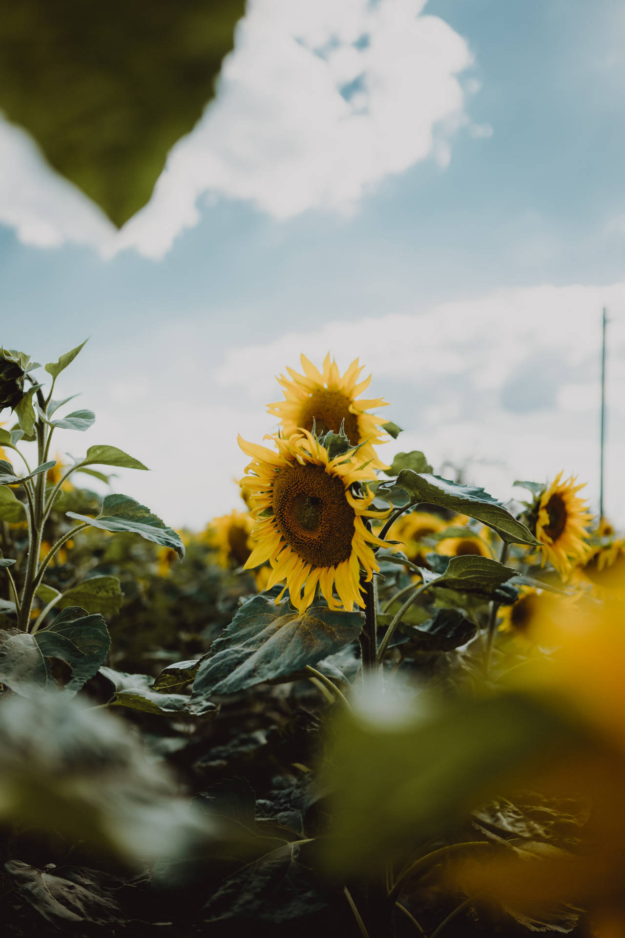 Aesthetic Sunflower Field Wallpapers