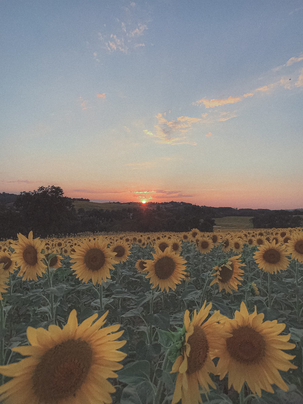 Aesthetic Sunflower Field Wallpapers