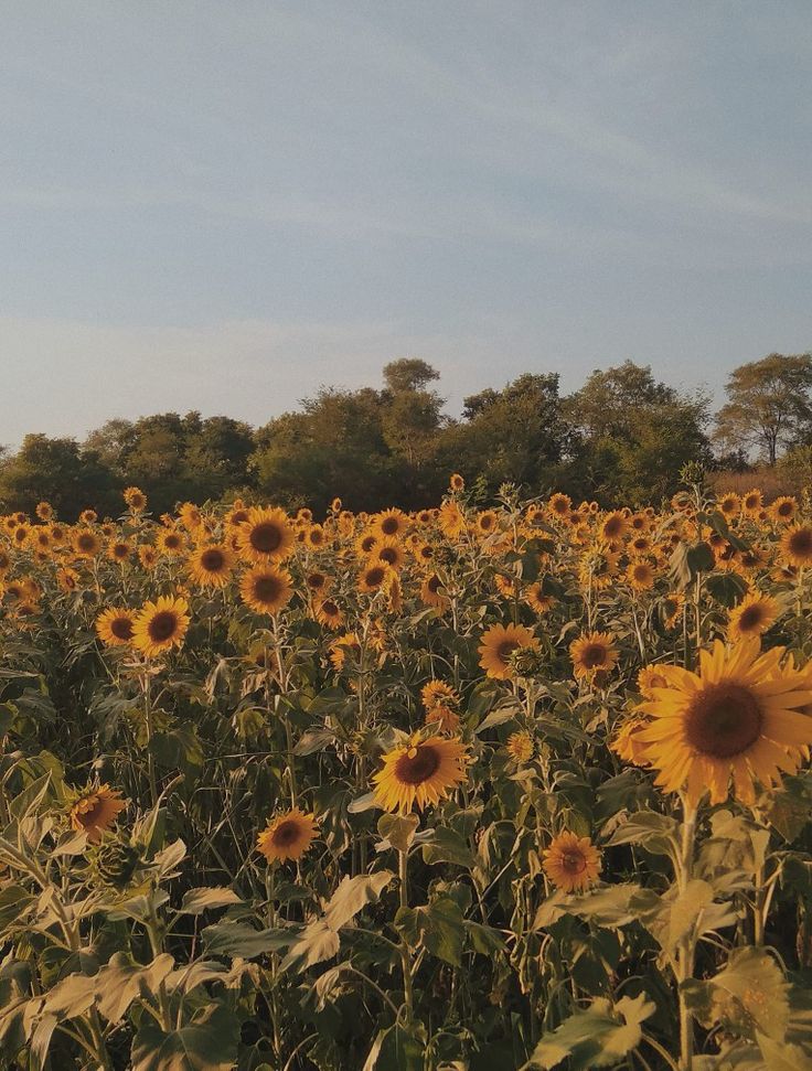 Aesthetic Sunflower Field Wallpapers