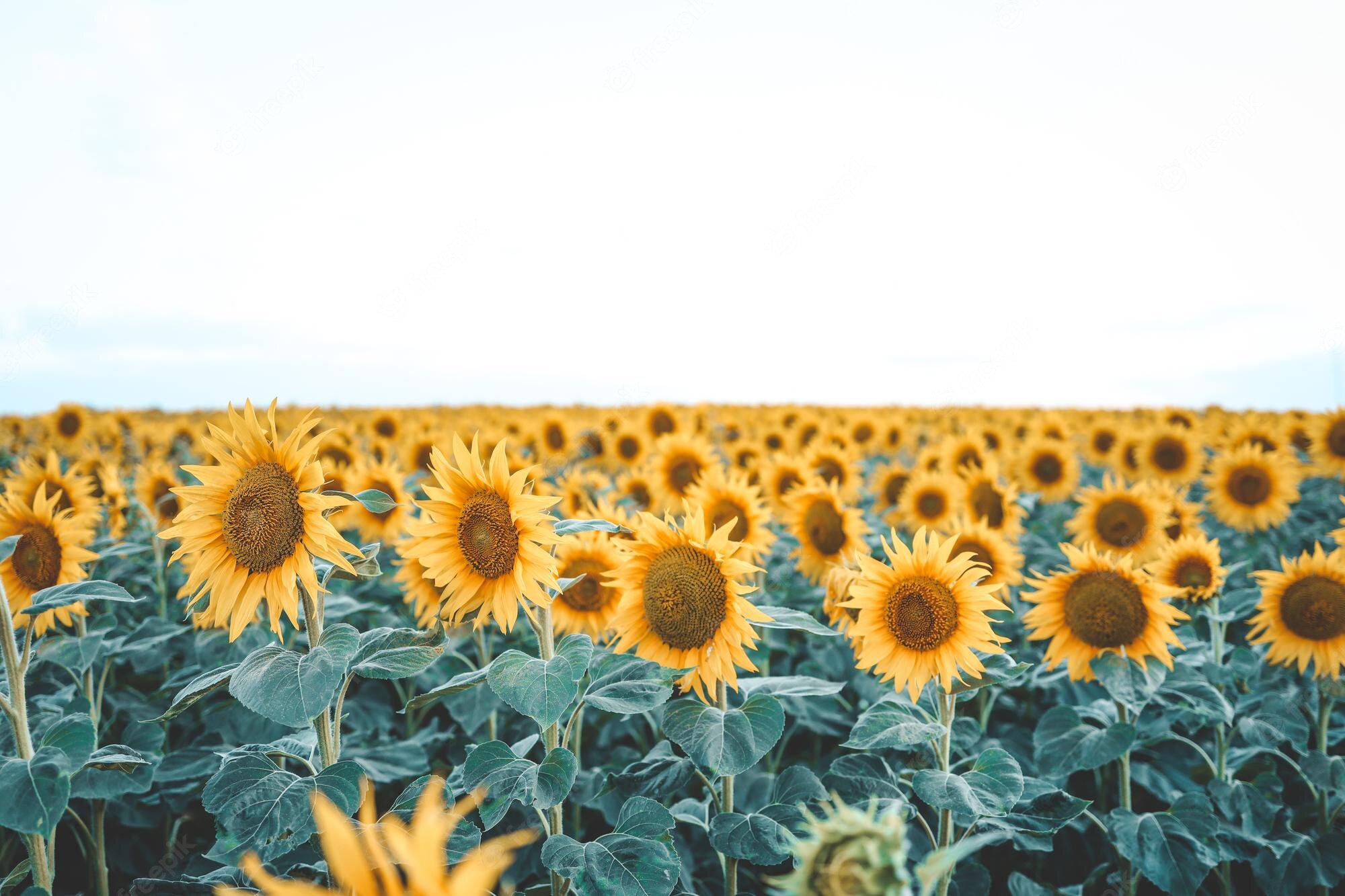 Aesthetic Sunflower Field Wallpapers