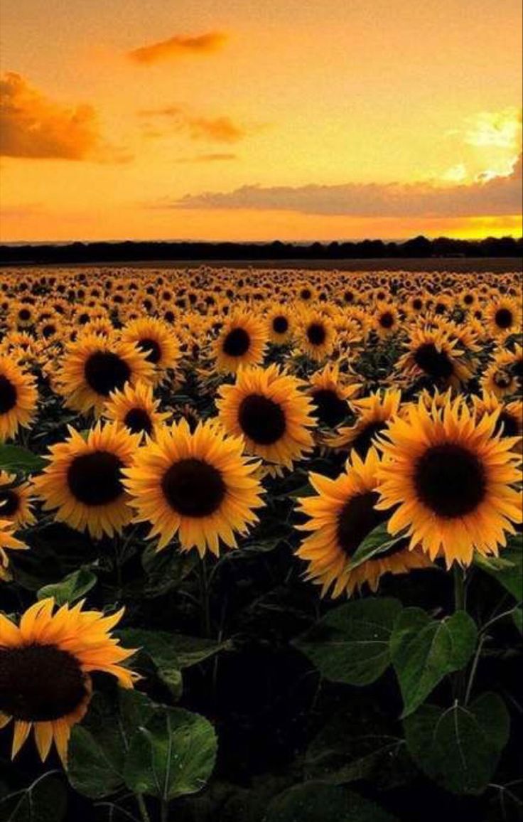 Aesthetic Sunflower Field Wallpapers