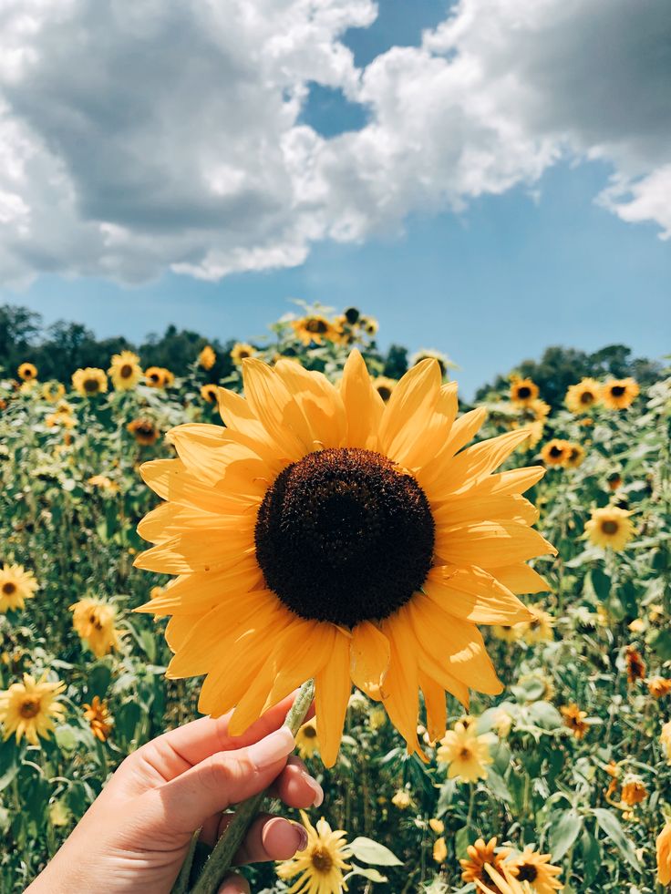 Aesthetic Sunflower Field Wallpapers