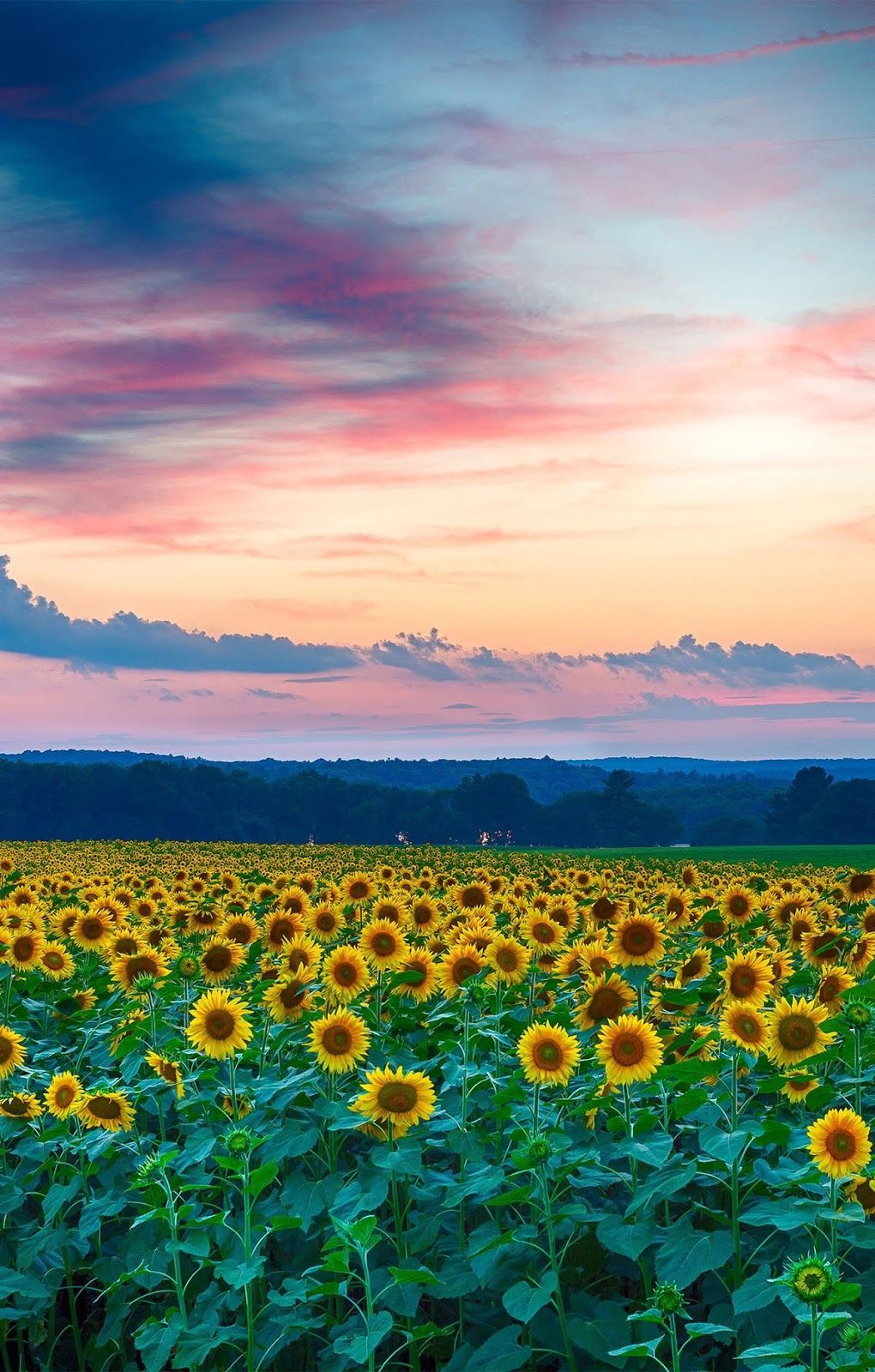 Aesthetic Sunflower Field Wallpapers