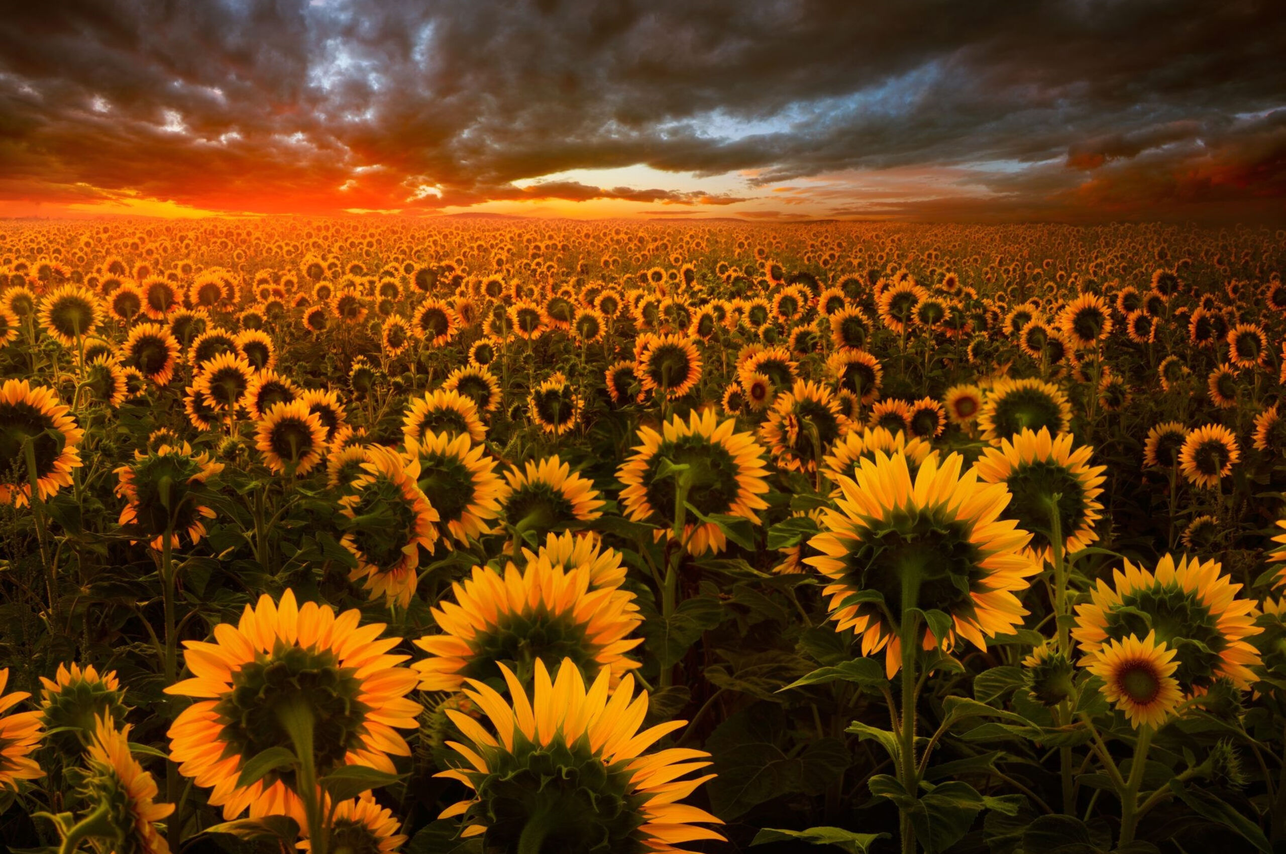 Aesthetic Sunflower Field Wallpapers