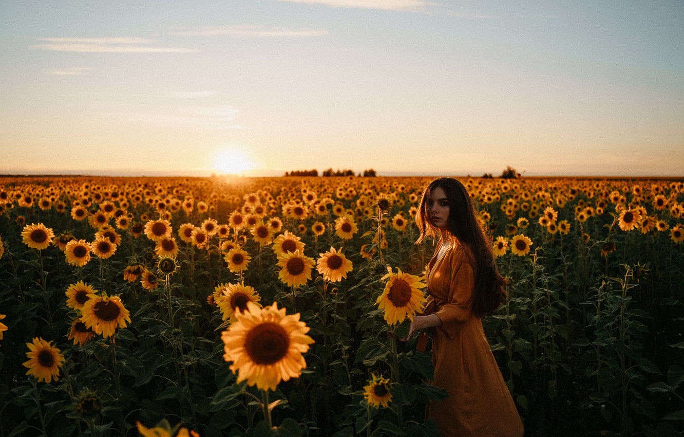 Aesthetic Sunflower Field Wallpapers