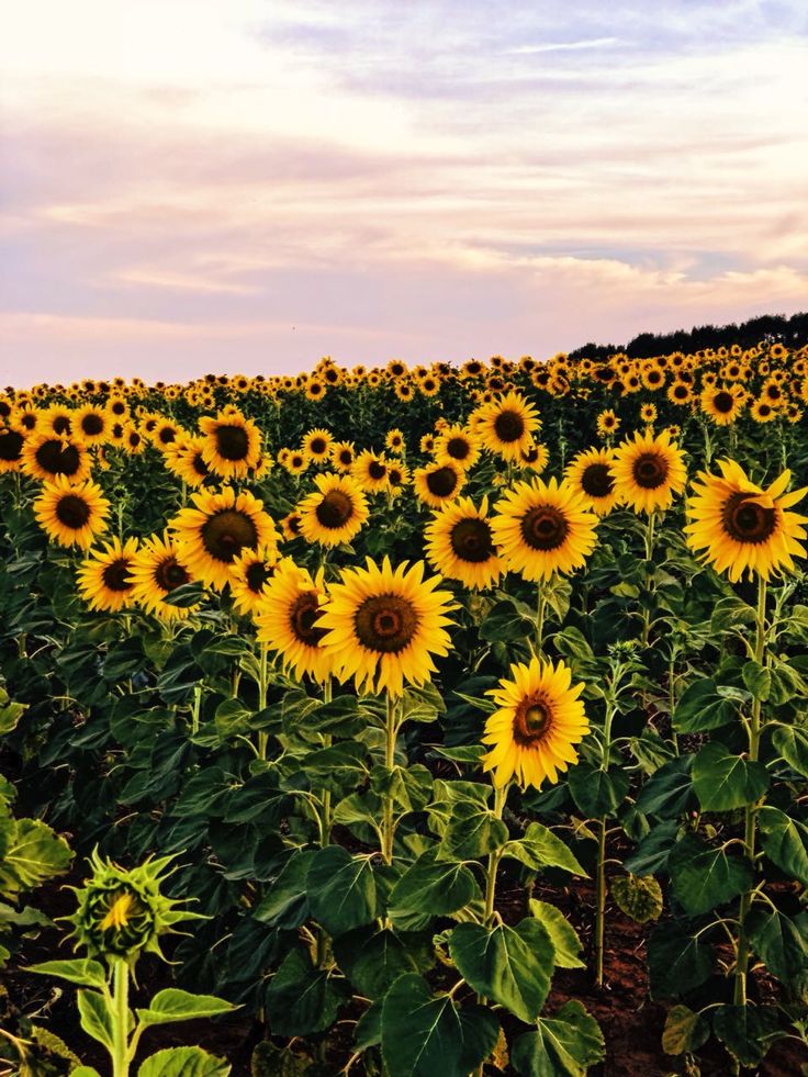 Aesthetic Sunflower Field Wallpapers