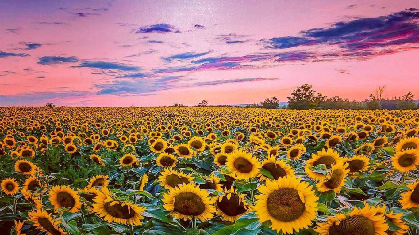 Aesthetic Sunflower Field Wallpapers