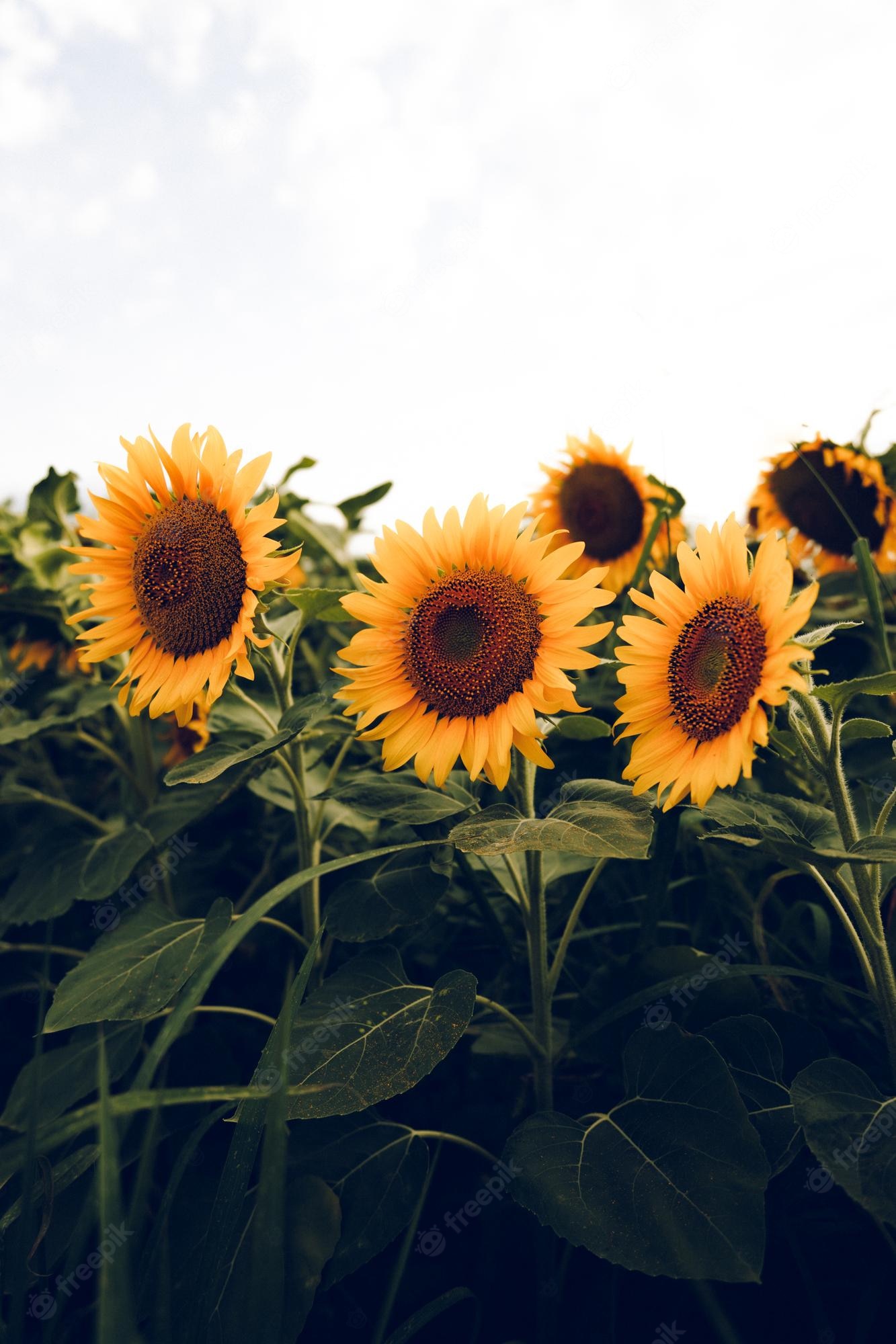 Aesthetic Sunflower Field Wallpapers