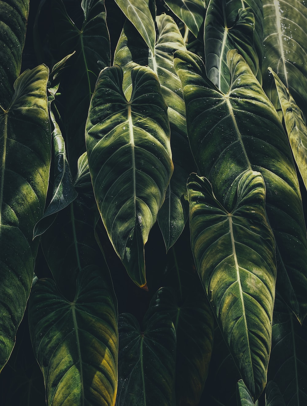 Aesthetic Tropical Wallpapers