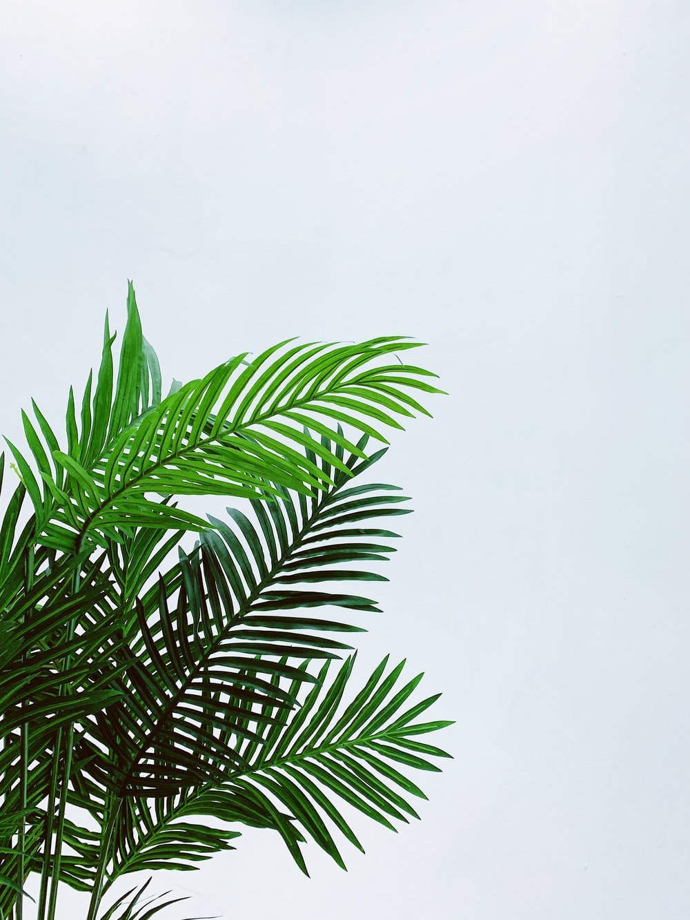 Aesthetic Tropical Leaves Wallpapers