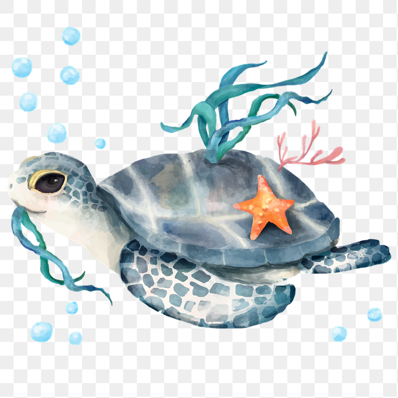 Aesthetic Turtle Wallpapers