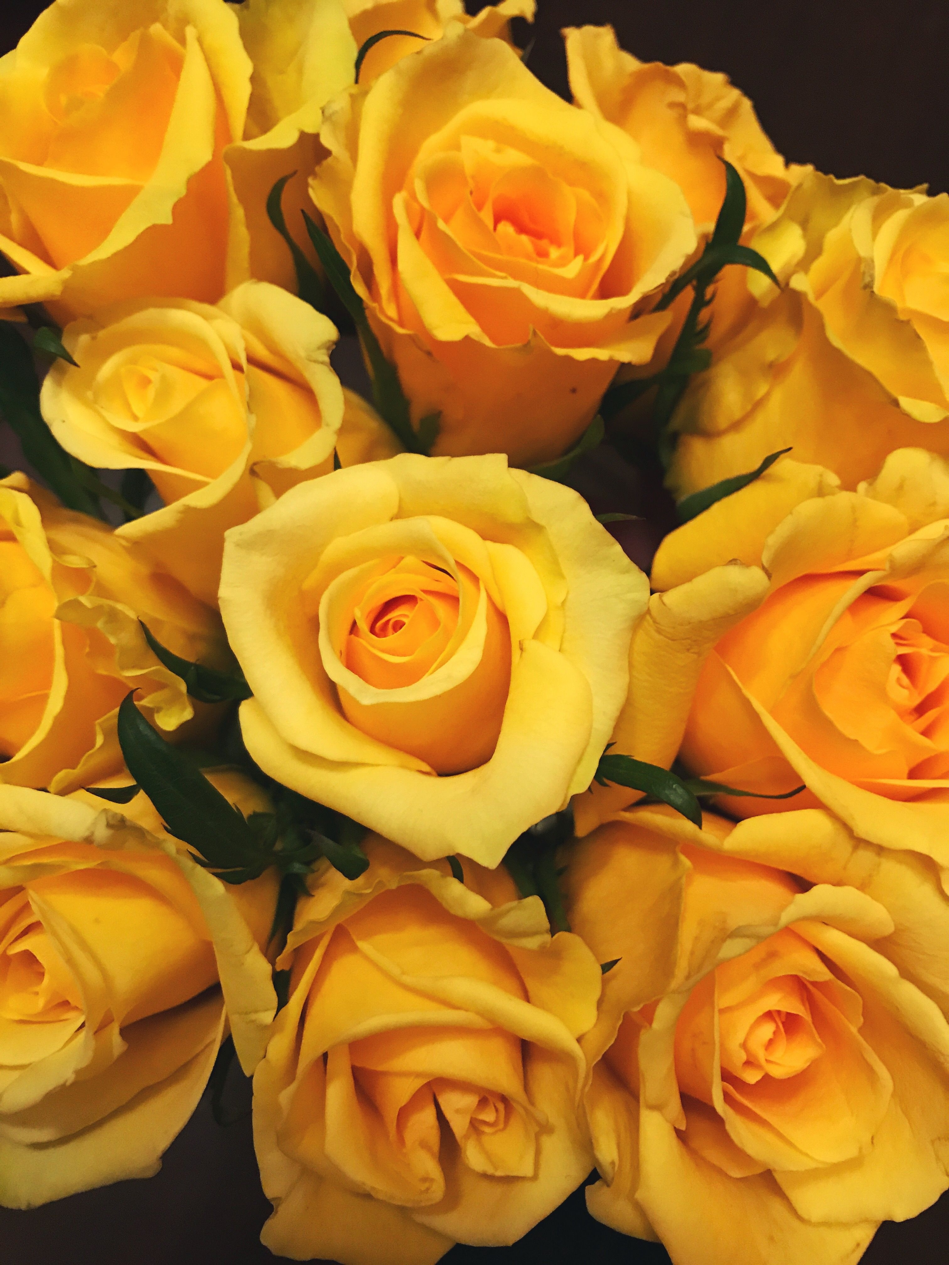 Aesthetic Yellow Rose Wallpapers