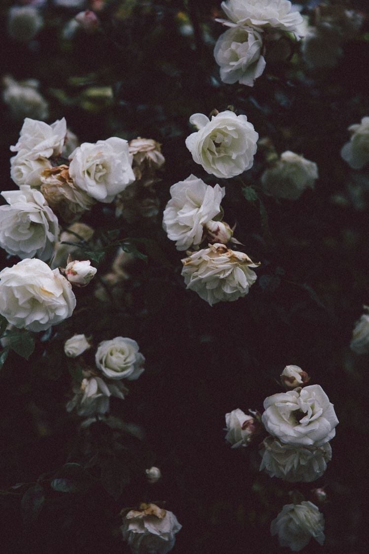 Aesthetics Flower Grunge Wallpapers