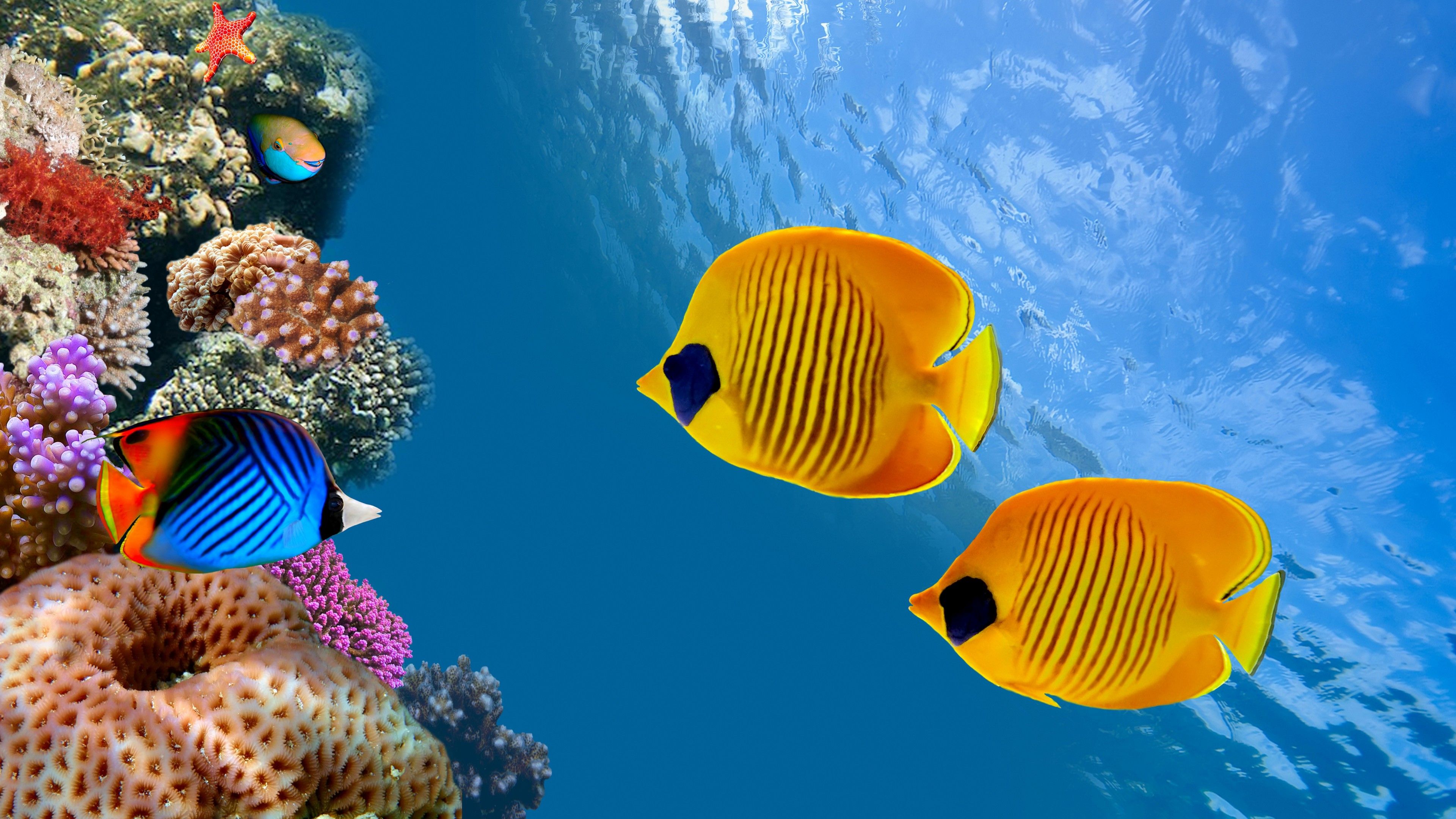 3D Fish Wallpapers