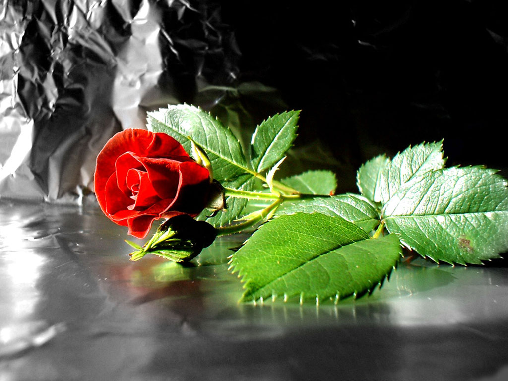 3D Flower Rose Wallpapers