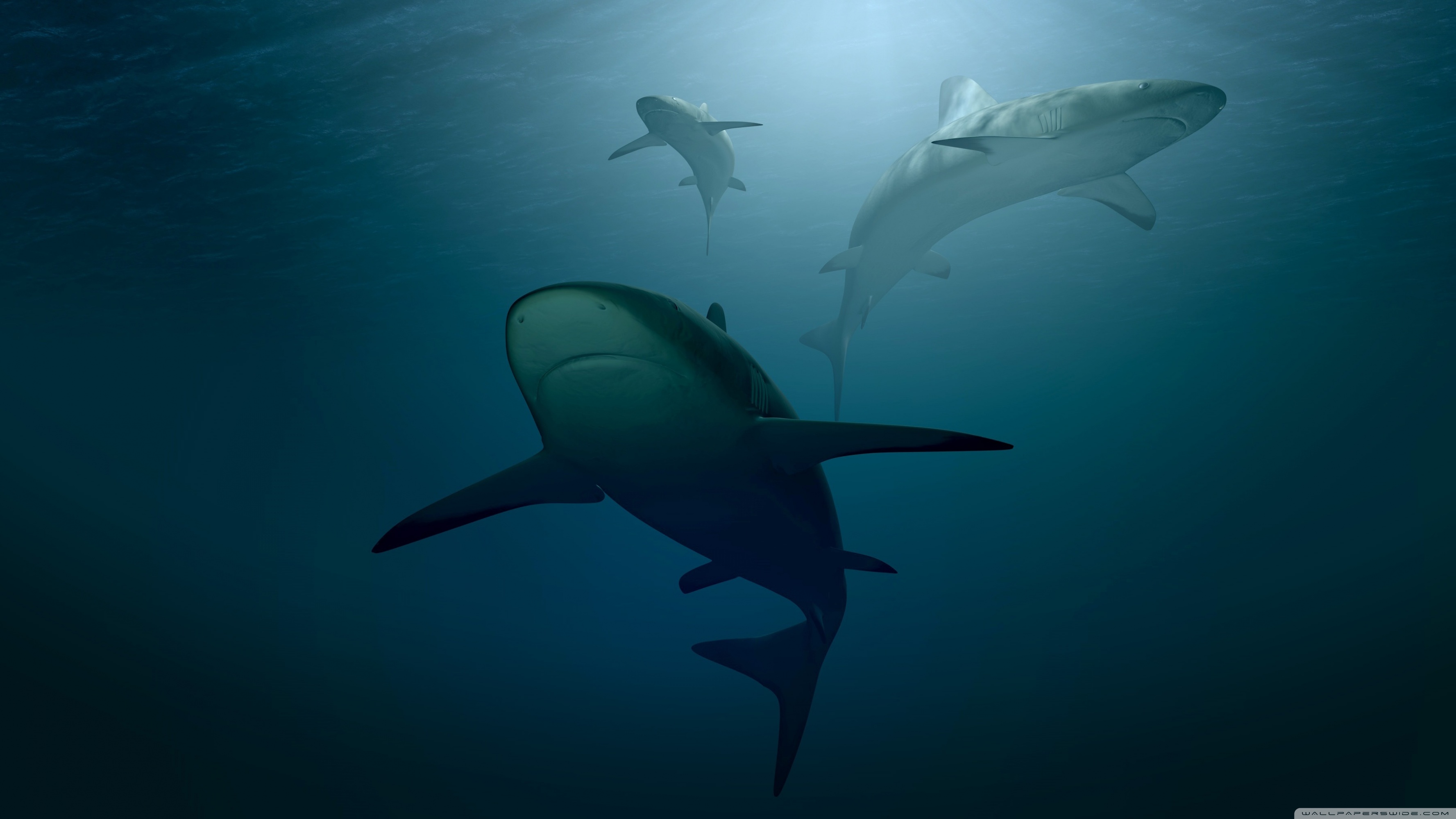 3D Shark Wallpapers