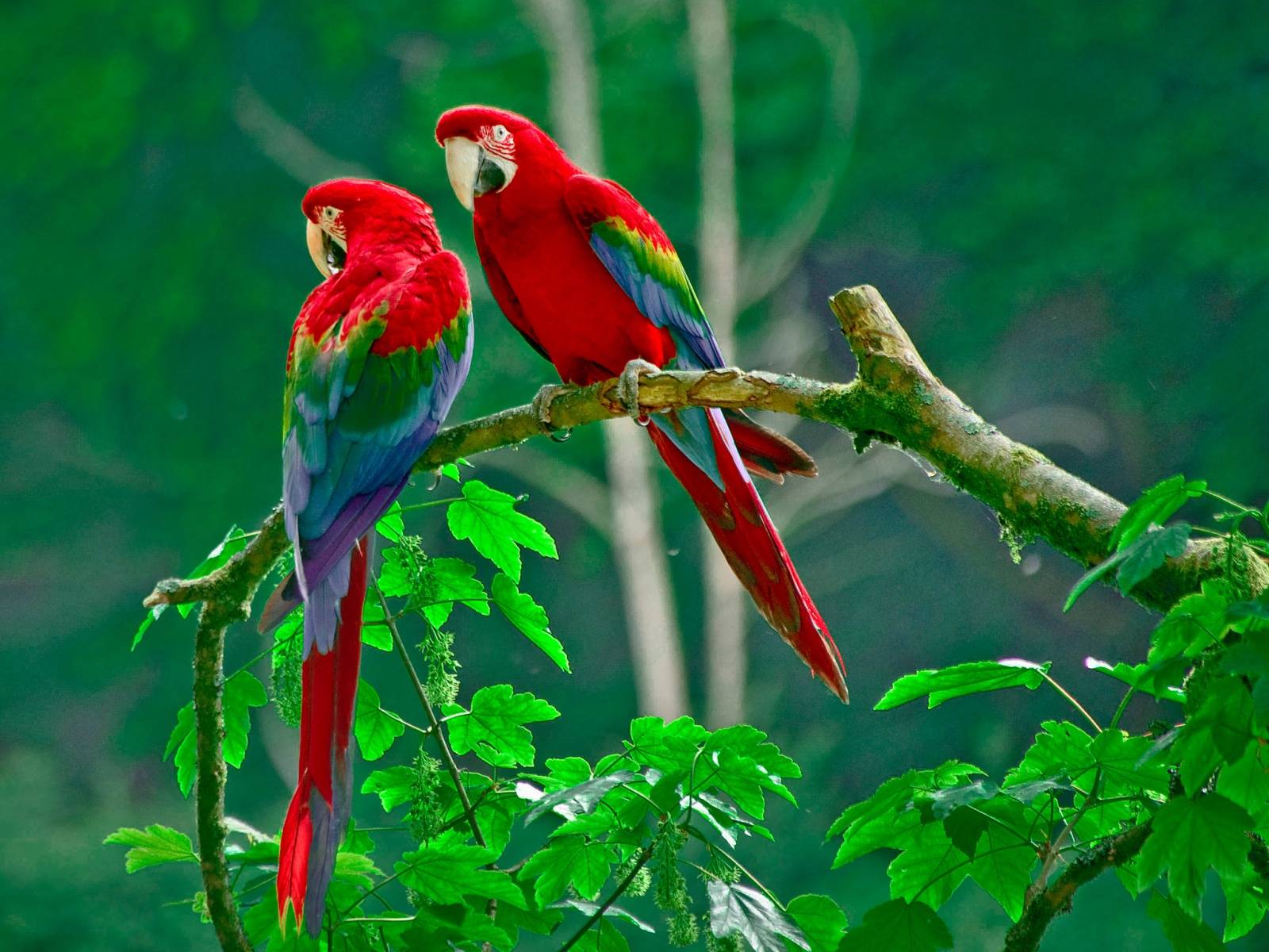 3D Love Birds Wallpapers