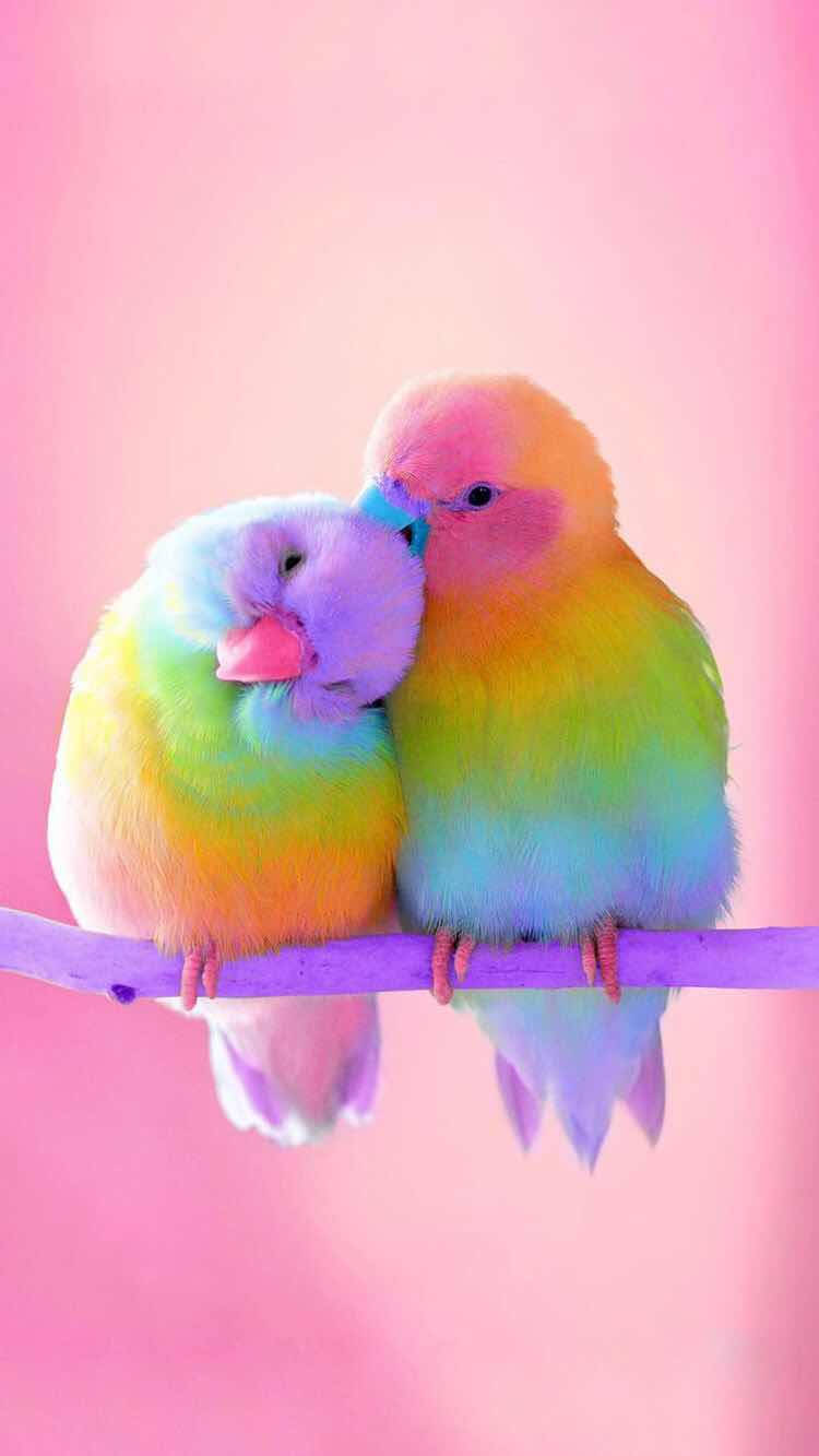 3D Love Birds Wallpapers