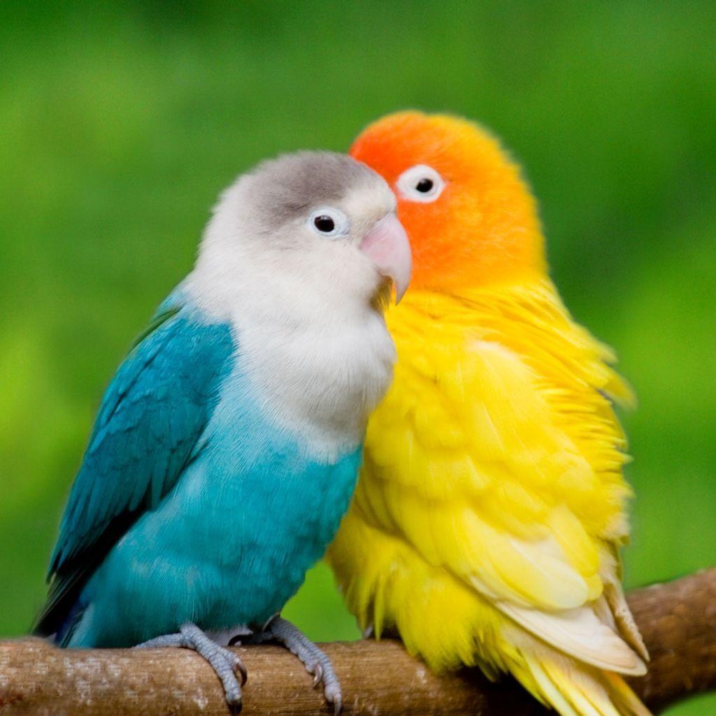 3D Love Birds Wallpapers