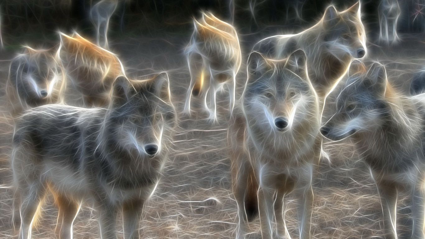 3D Wolf Wallpapers