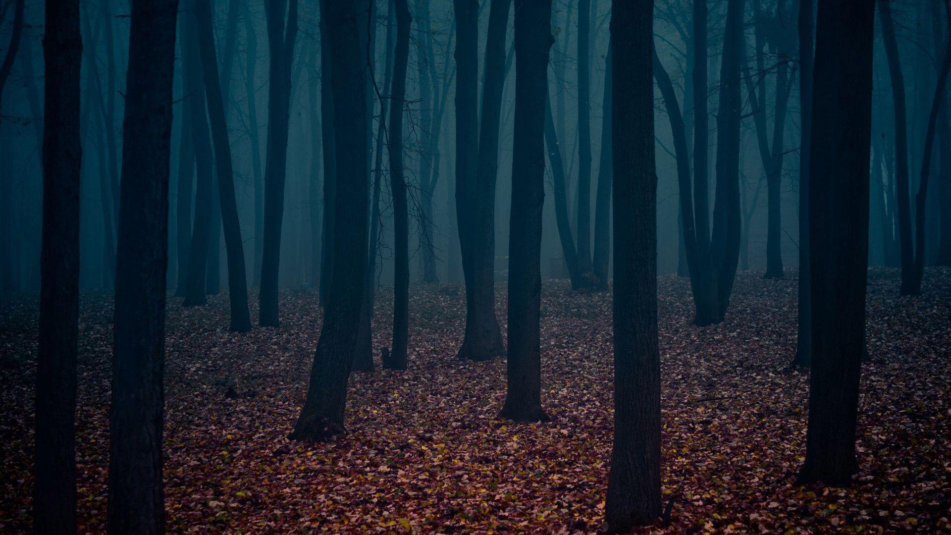 A Mysterious Forest Art Wallpapers