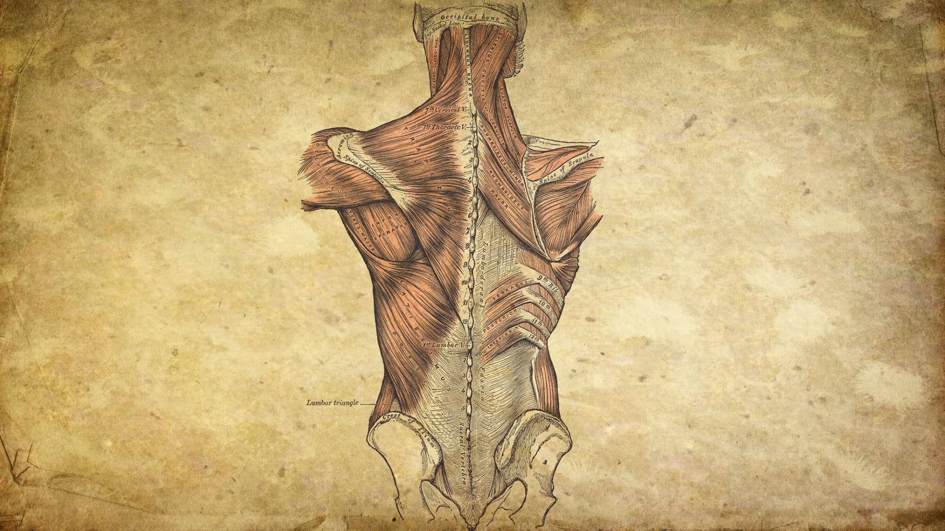 Anatomy Wallpapers