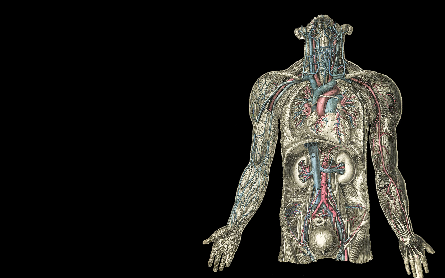 Anatomy Wallpapers