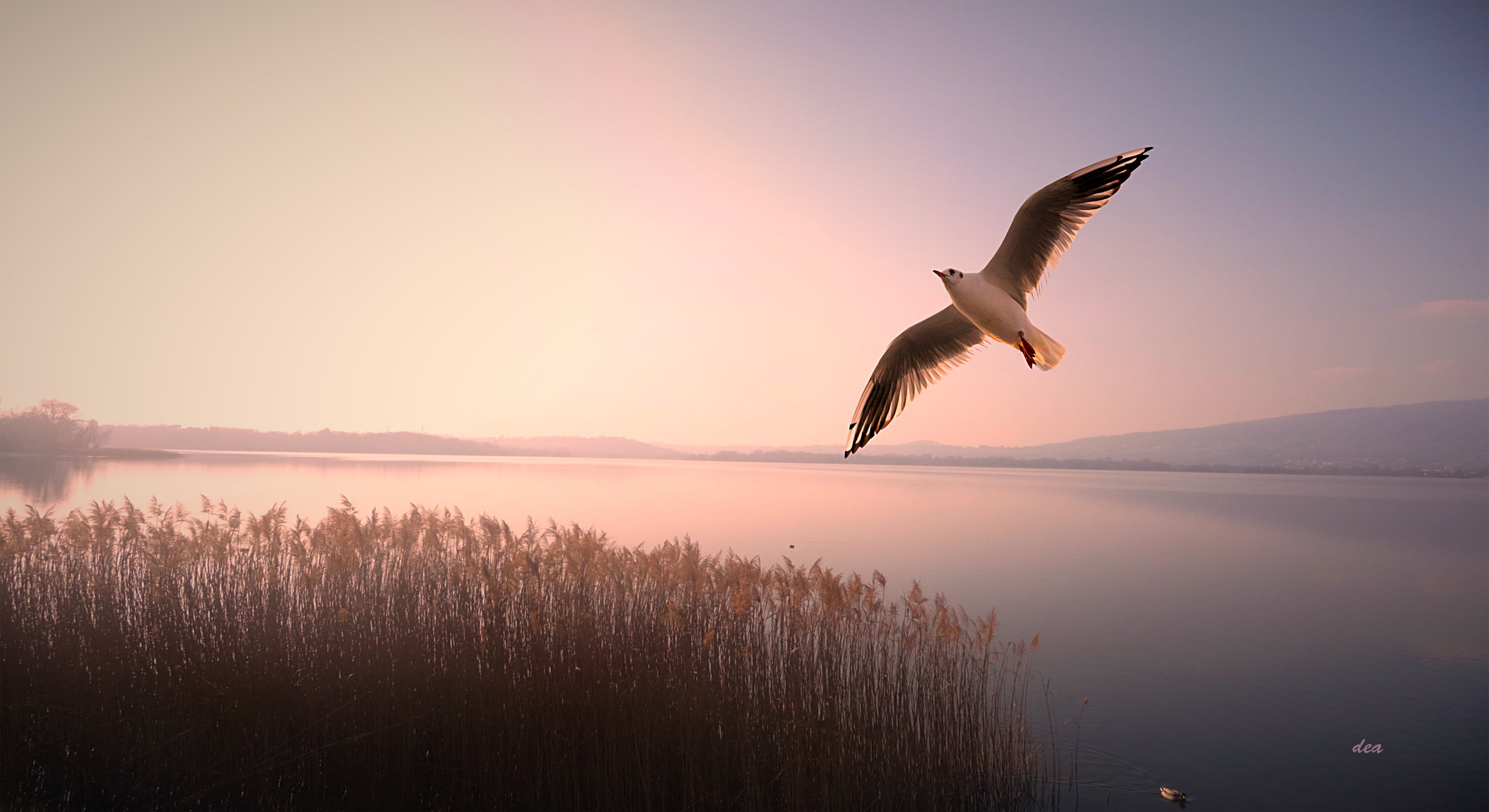 Birds Flying Over Mountains Wallpapers