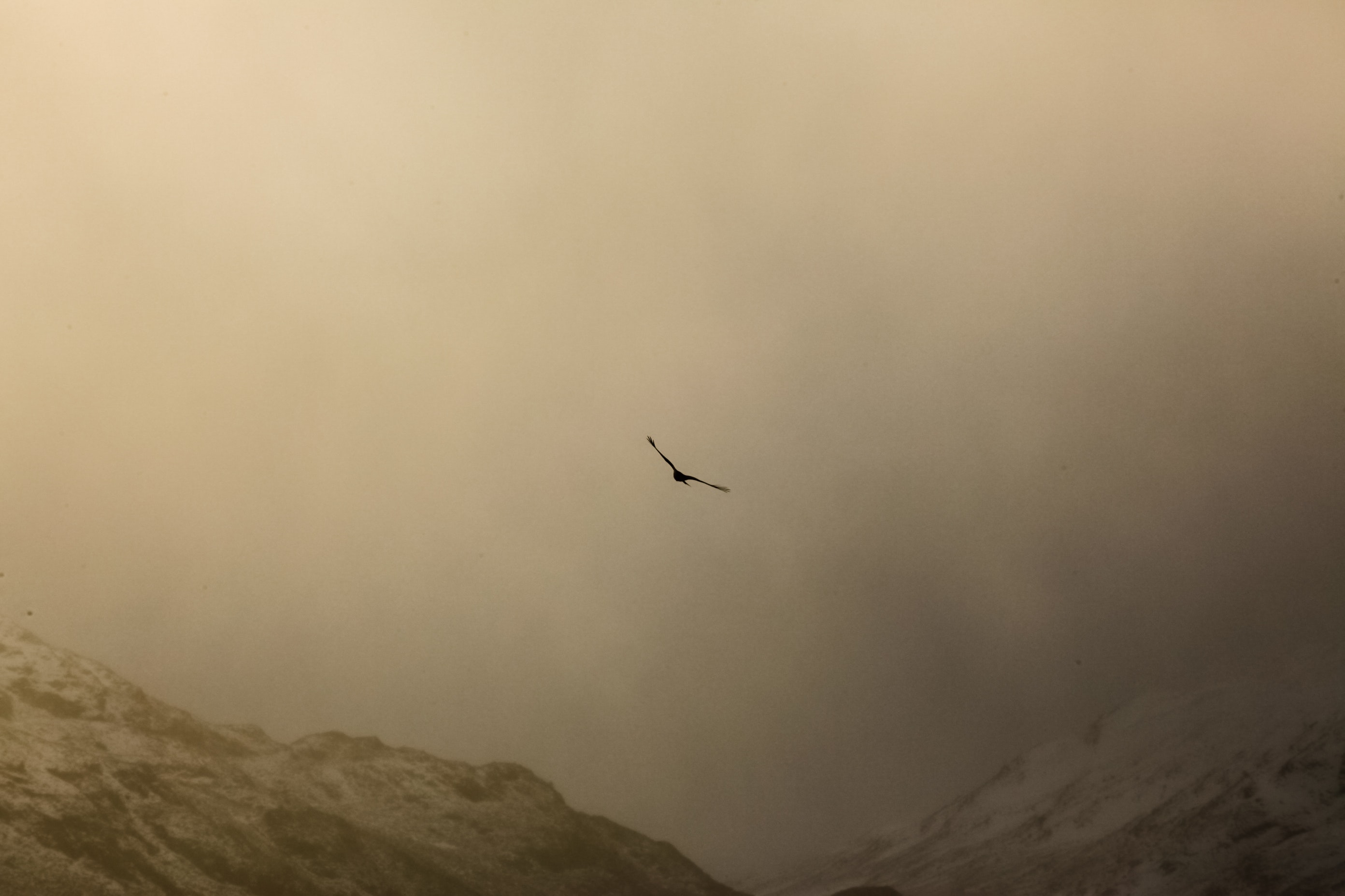 Birds Flying Over Mountains Wallpapers