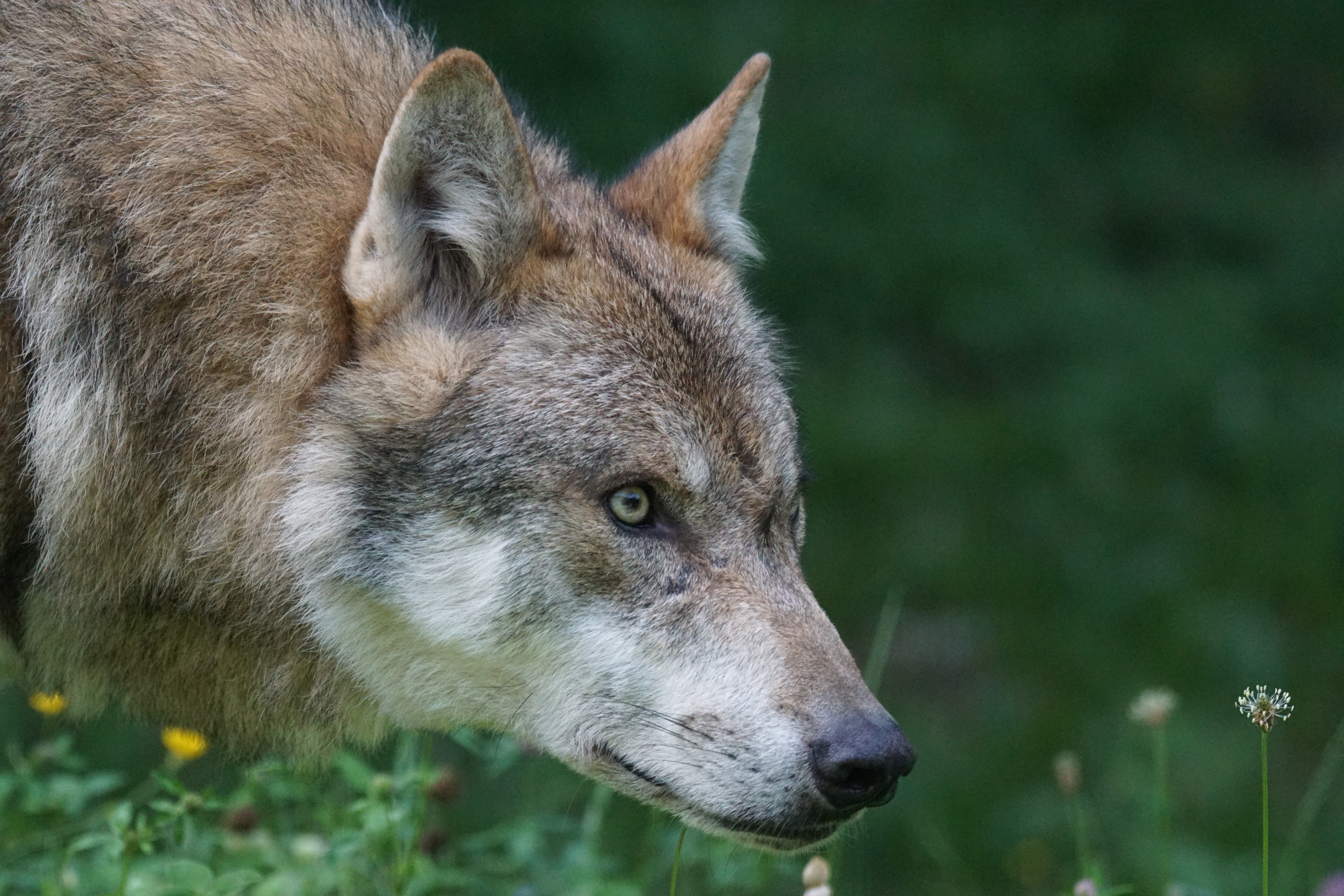 Colorful Closed Eyes Wolf Head Women Face Wallpapers