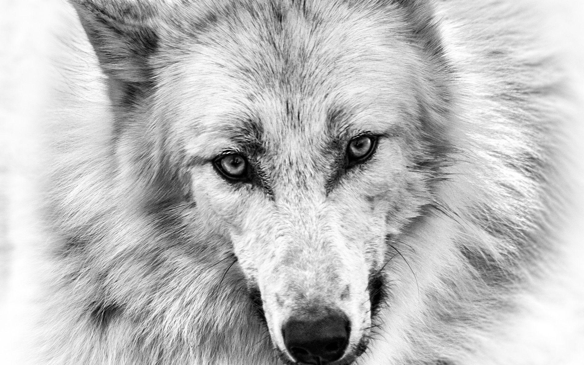 Colorful Closed Eyes Wolf Head Women Face Wallpapers