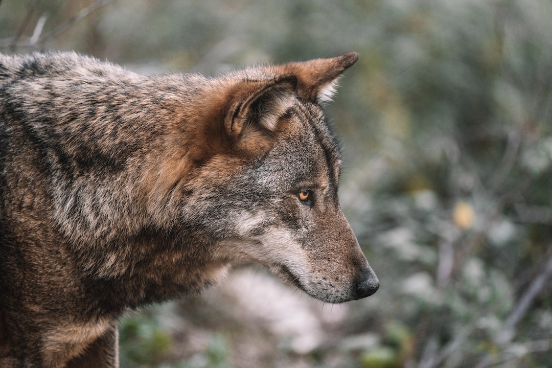 Colorful Closed Eyes Wolf Head Women Face Wallpapers