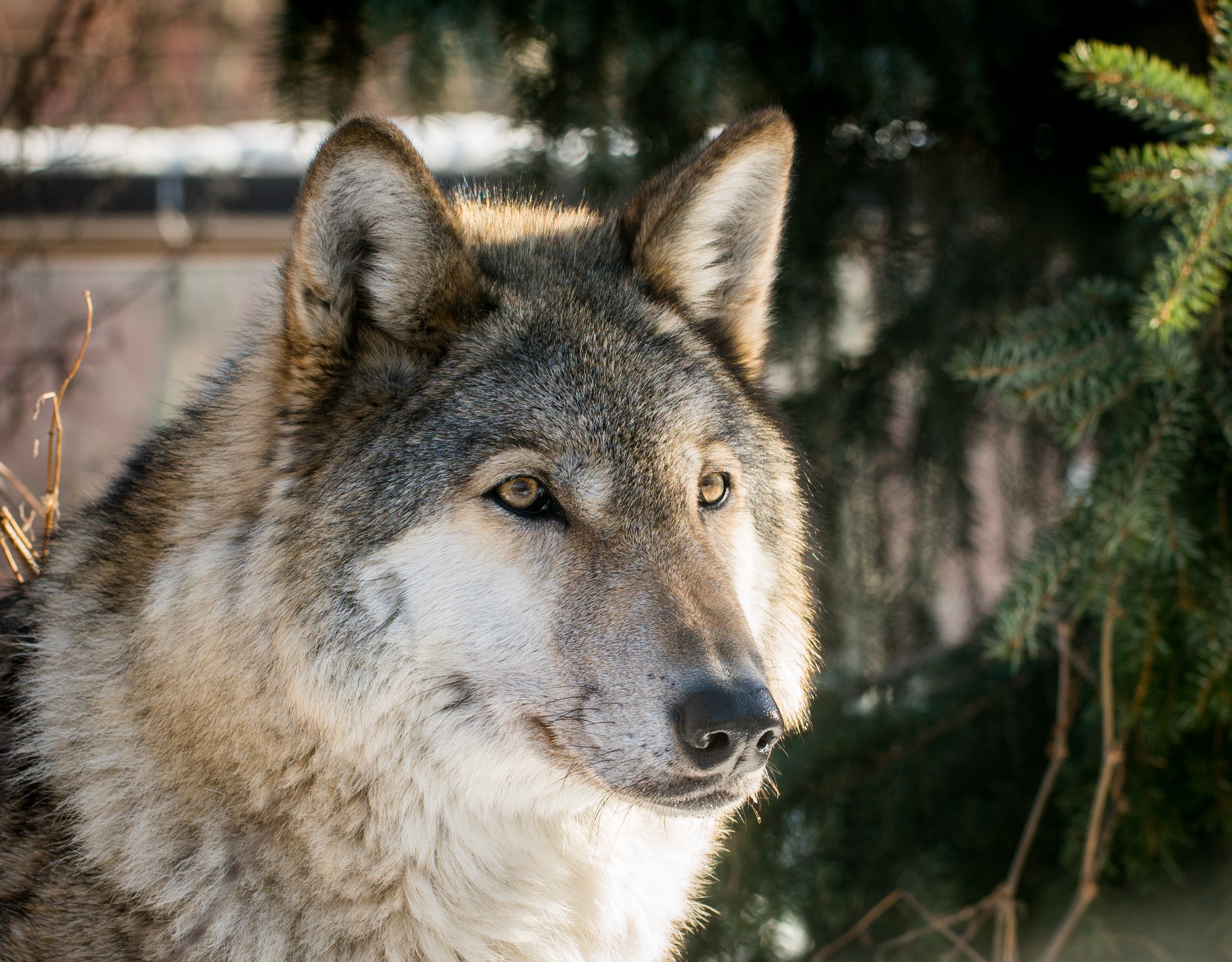 Colorful Closed Eyes Wolf Head Women Face Wallpapers