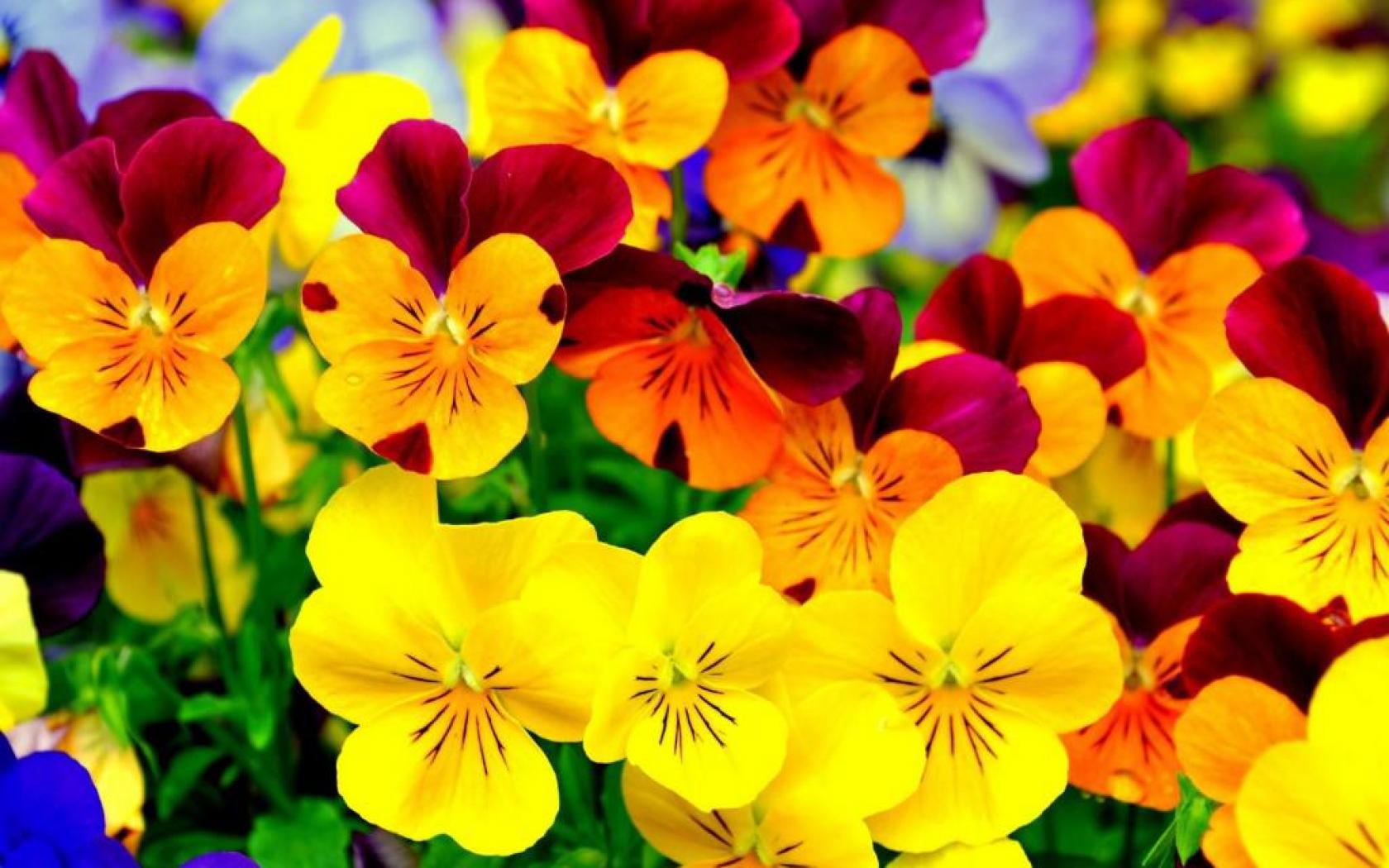 Colorful Flower Wallpapers