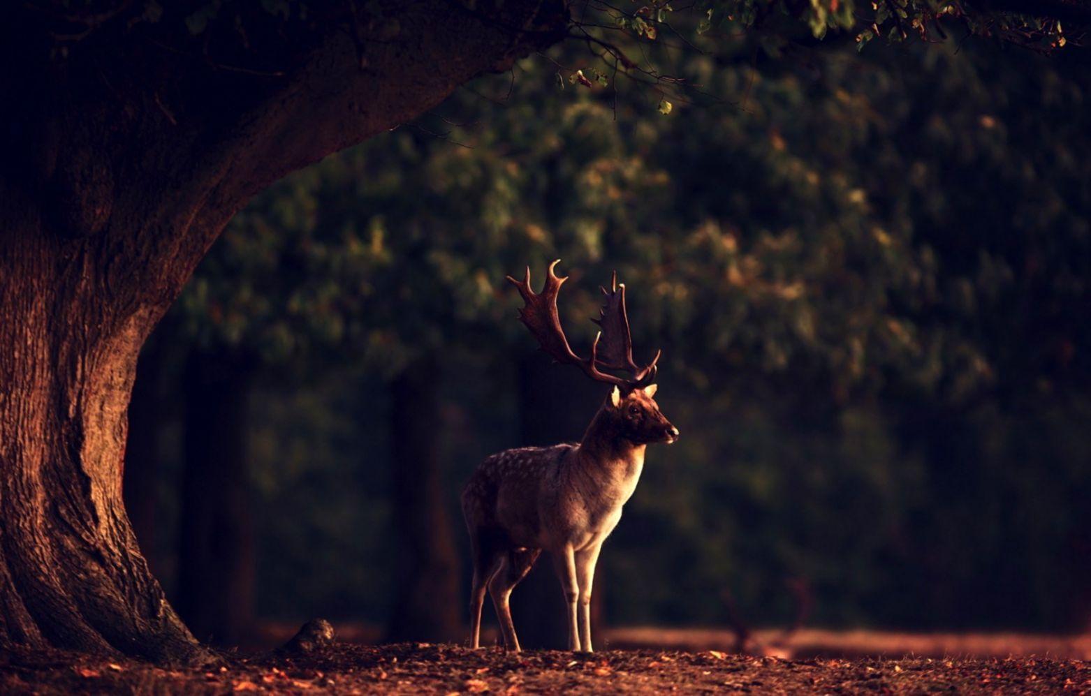 Deer 4K Forest Art Wallpapers