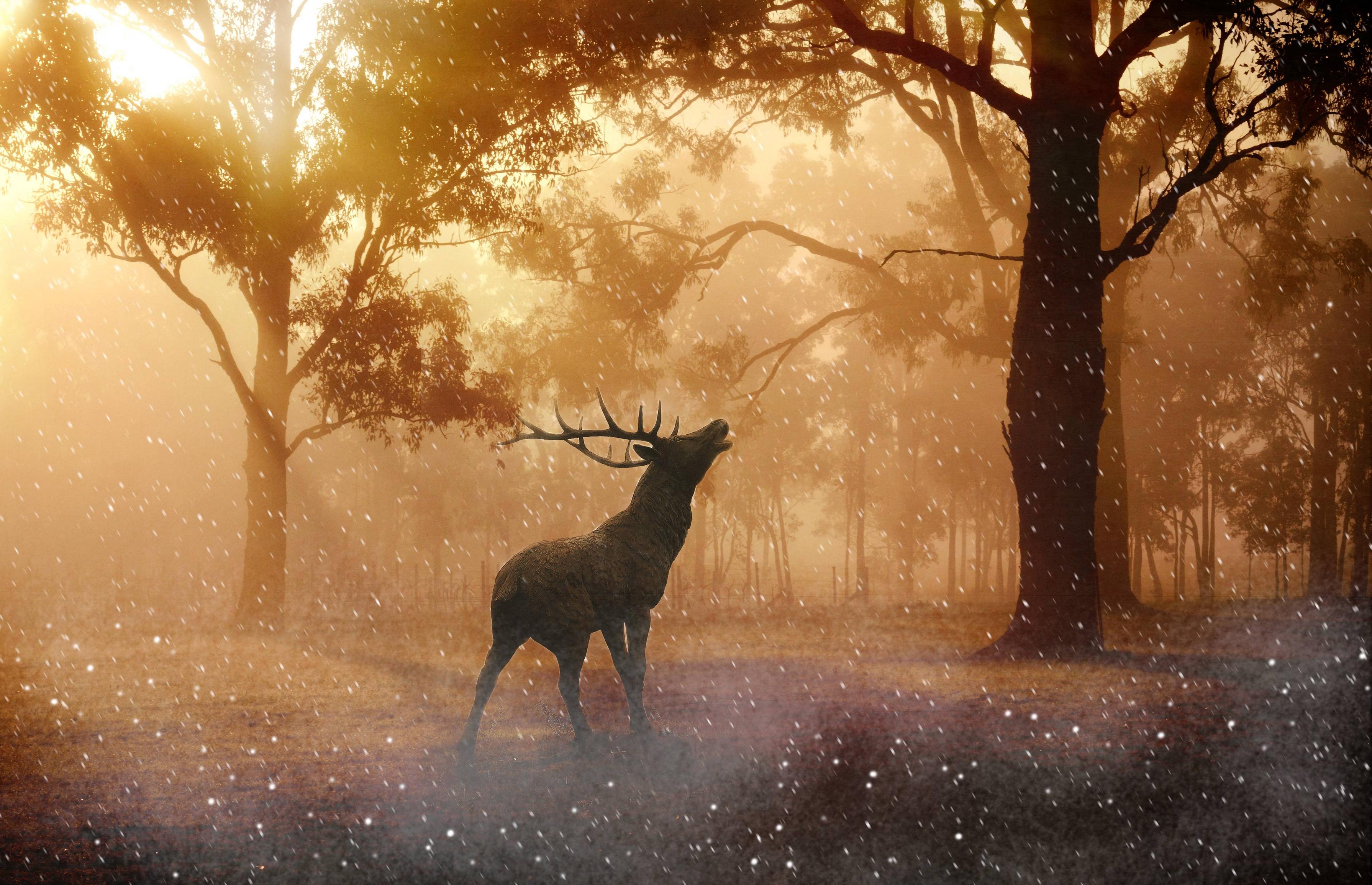 Deer 4K Forest Art Wallpapers