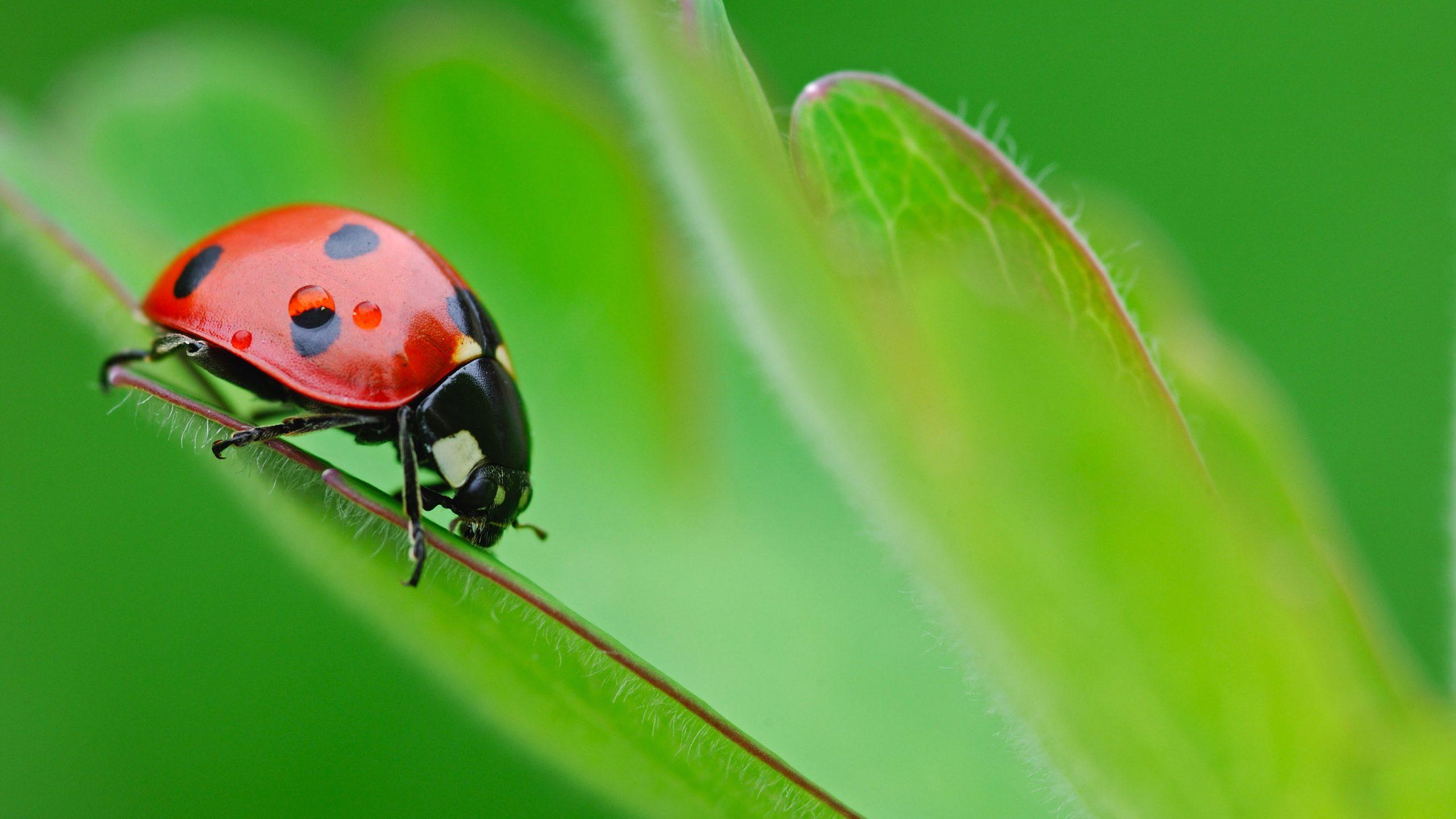 Lady Beetle Wallpapers