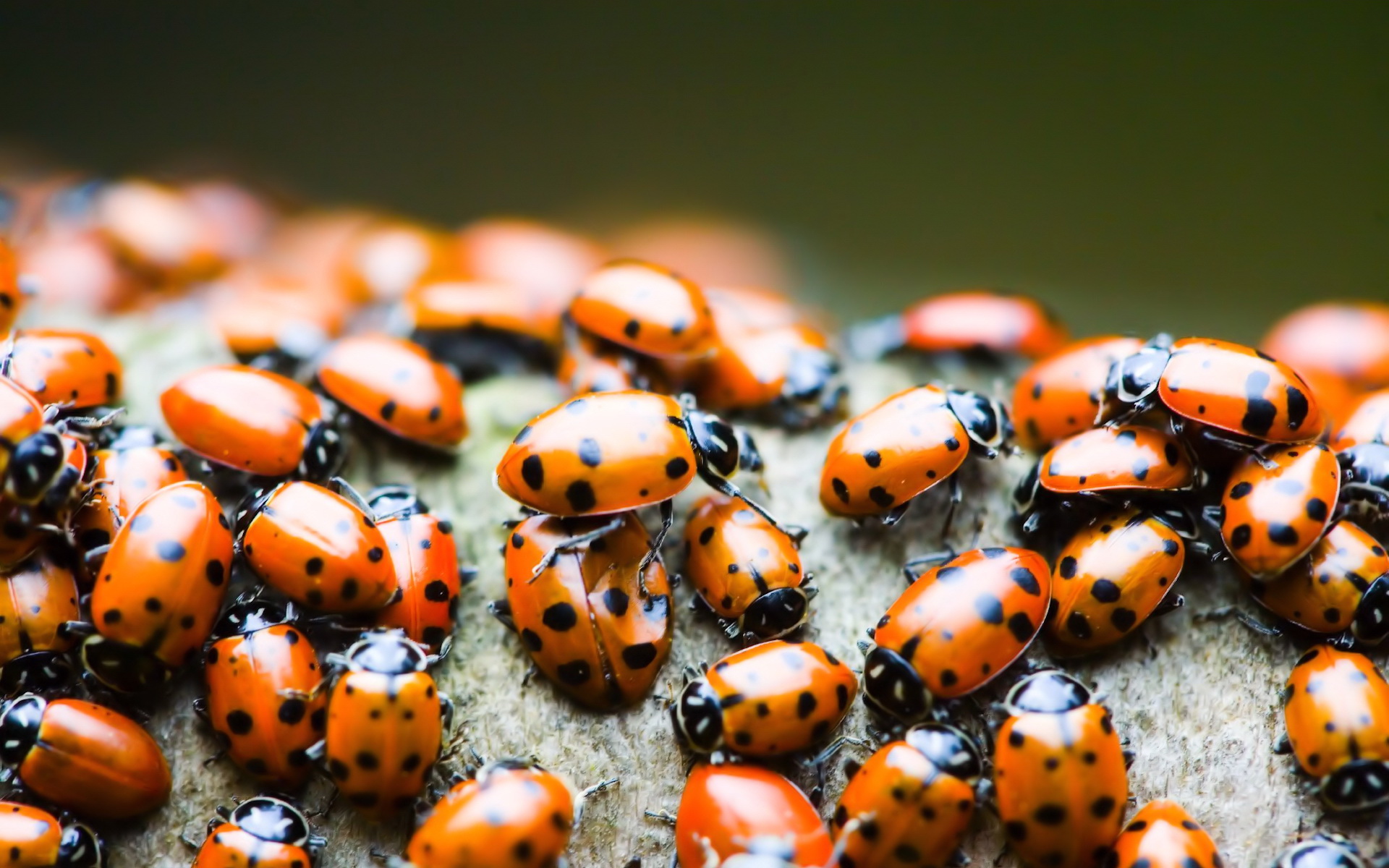 Lady Beetle Wallpapers