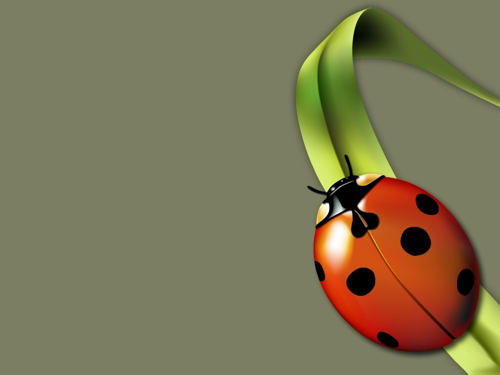 Lady Beetle Wallpapers