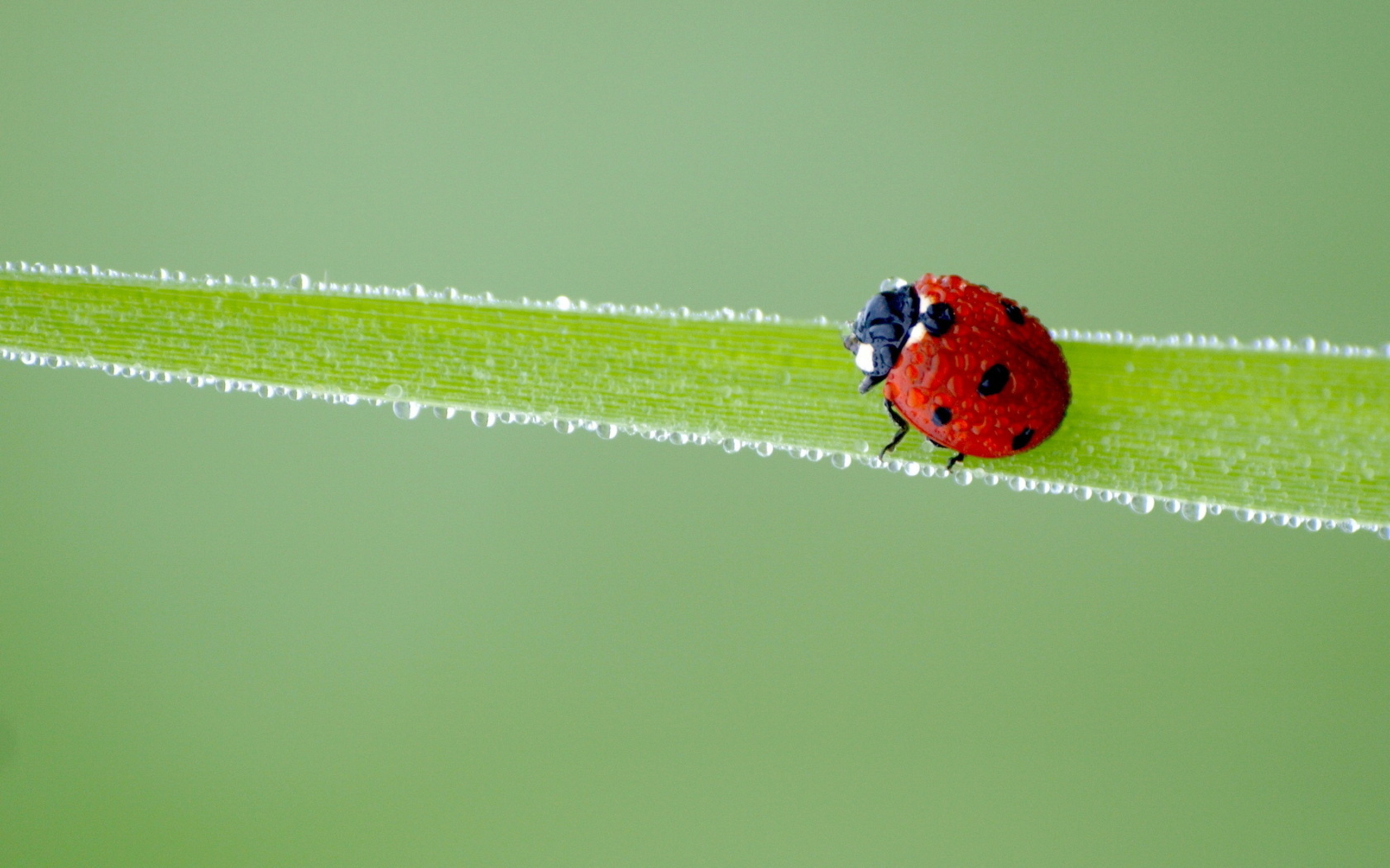 Lady Beetle Wallpapers