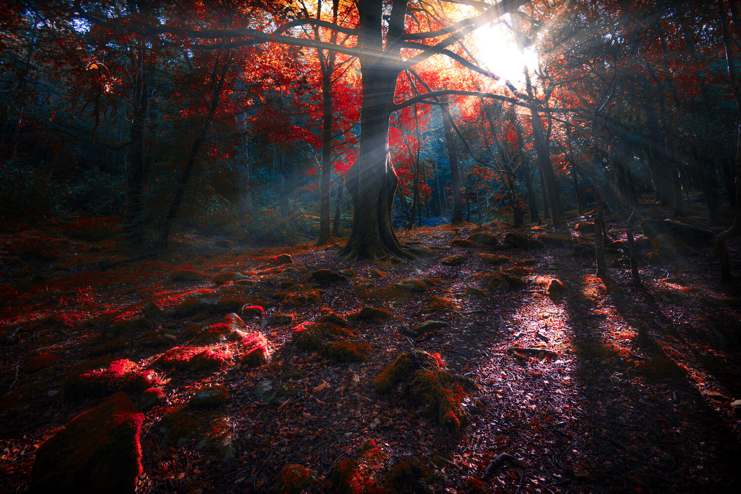 Red Sun Artistic Forest Wallpapers