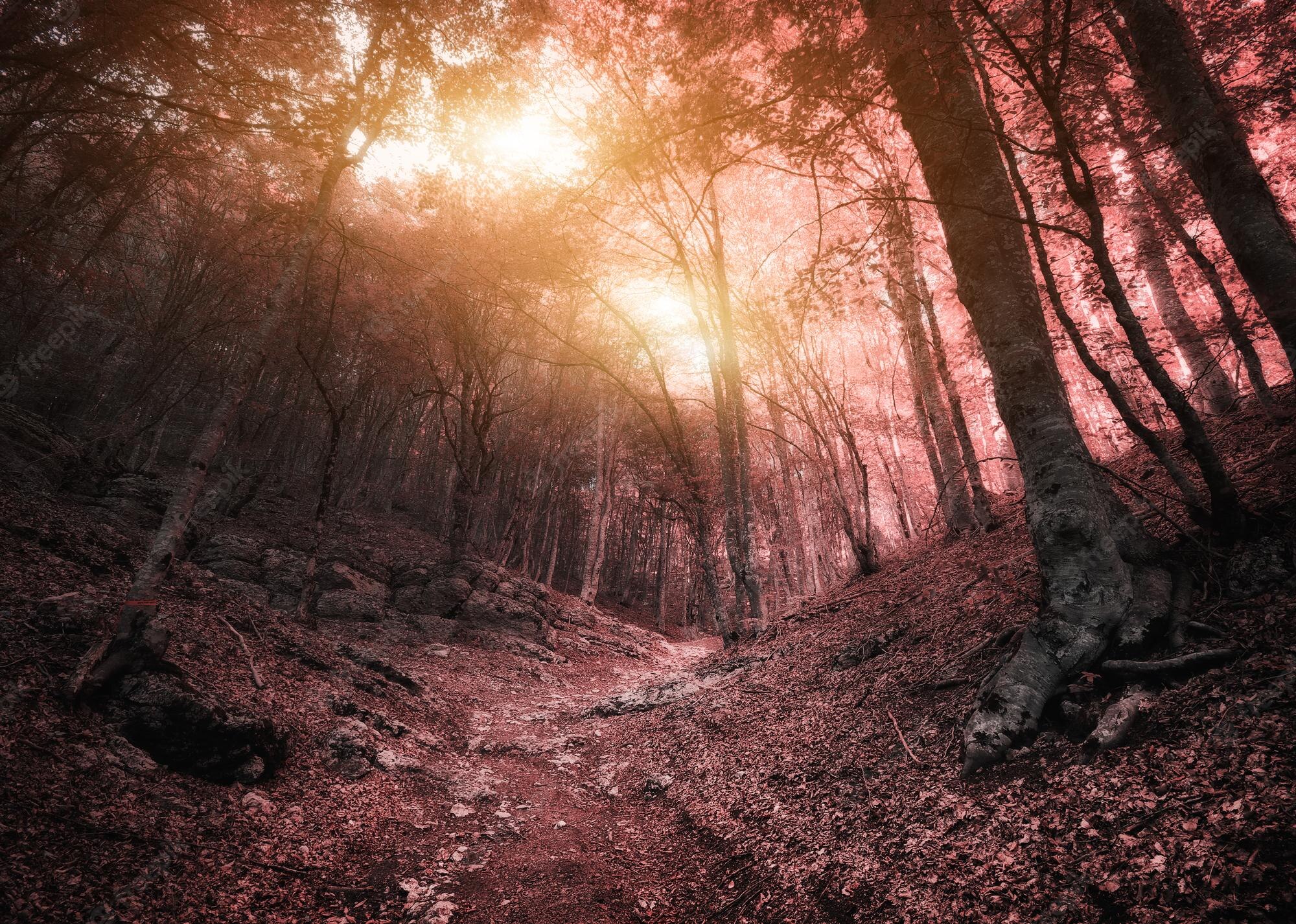 Red Sun Artistic Forest Wallpapers
